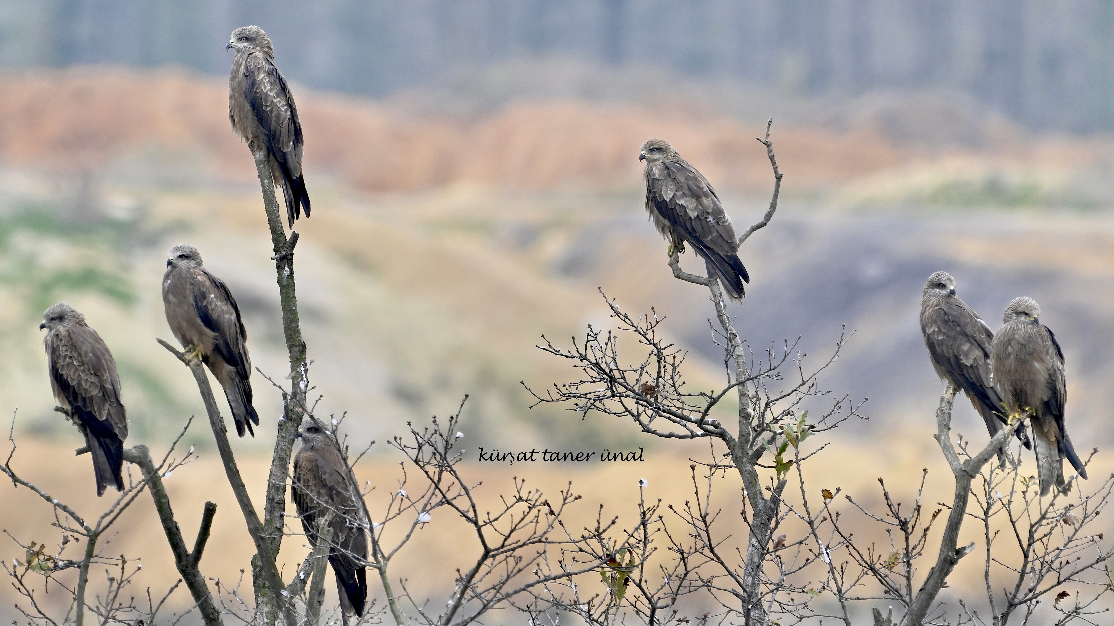 Kara çaylak » Black Kite » Milvus migrans