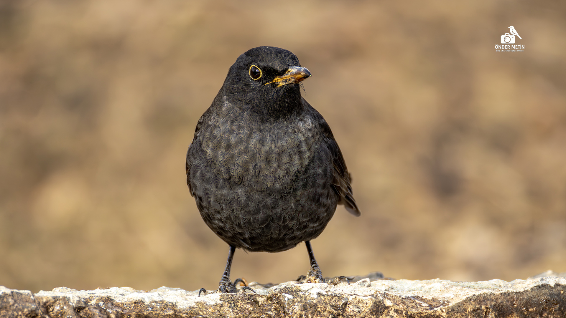 Karatavuk » Common Blackbird » Turdus merula