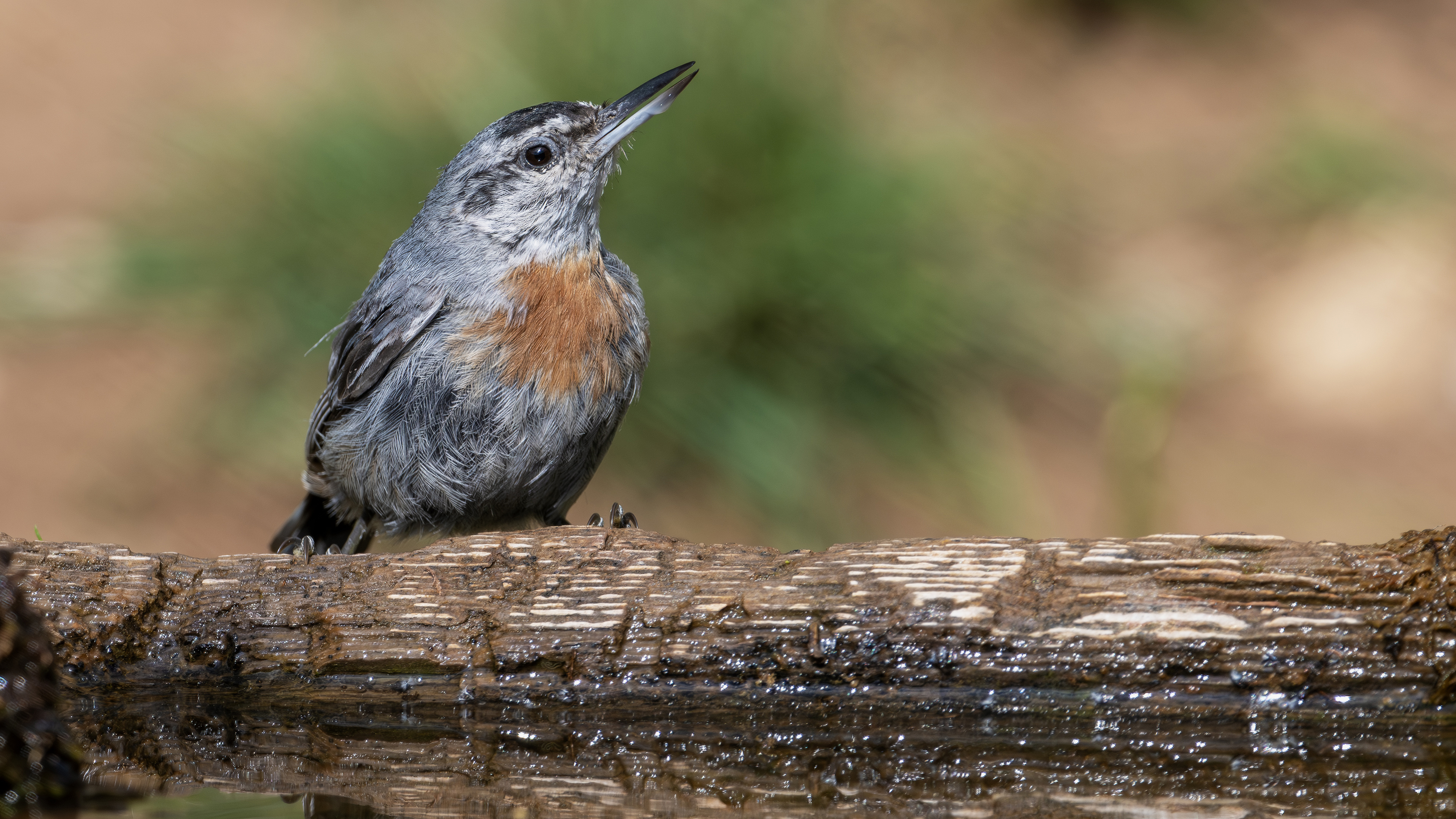 Anadolu sıvacısı » Krüper`s Nuthatch » Sitta krueperi
