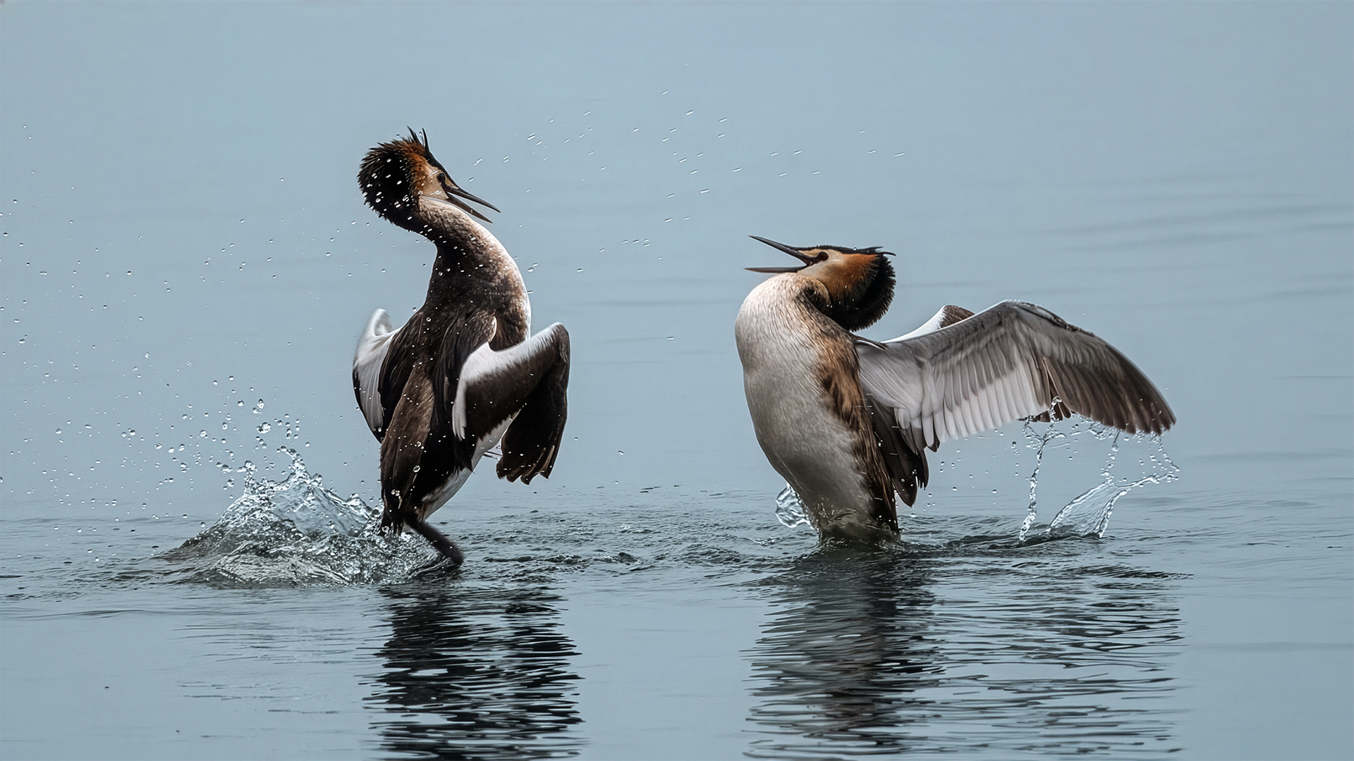 Bahri » Great Crested Grebe » Podiceps cristatus