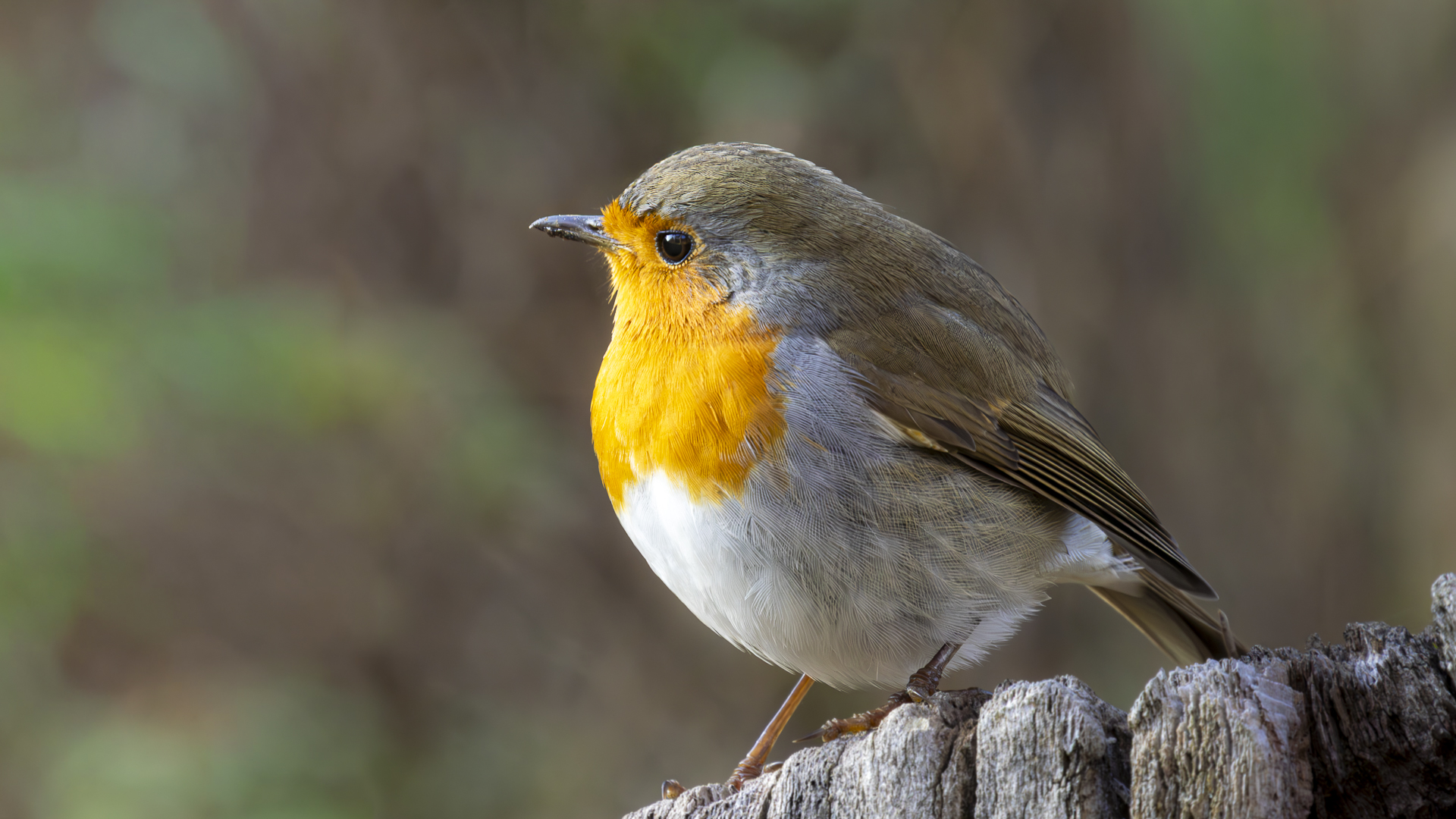 Kızılgerdan » European Robin » Erithacus rubecula
