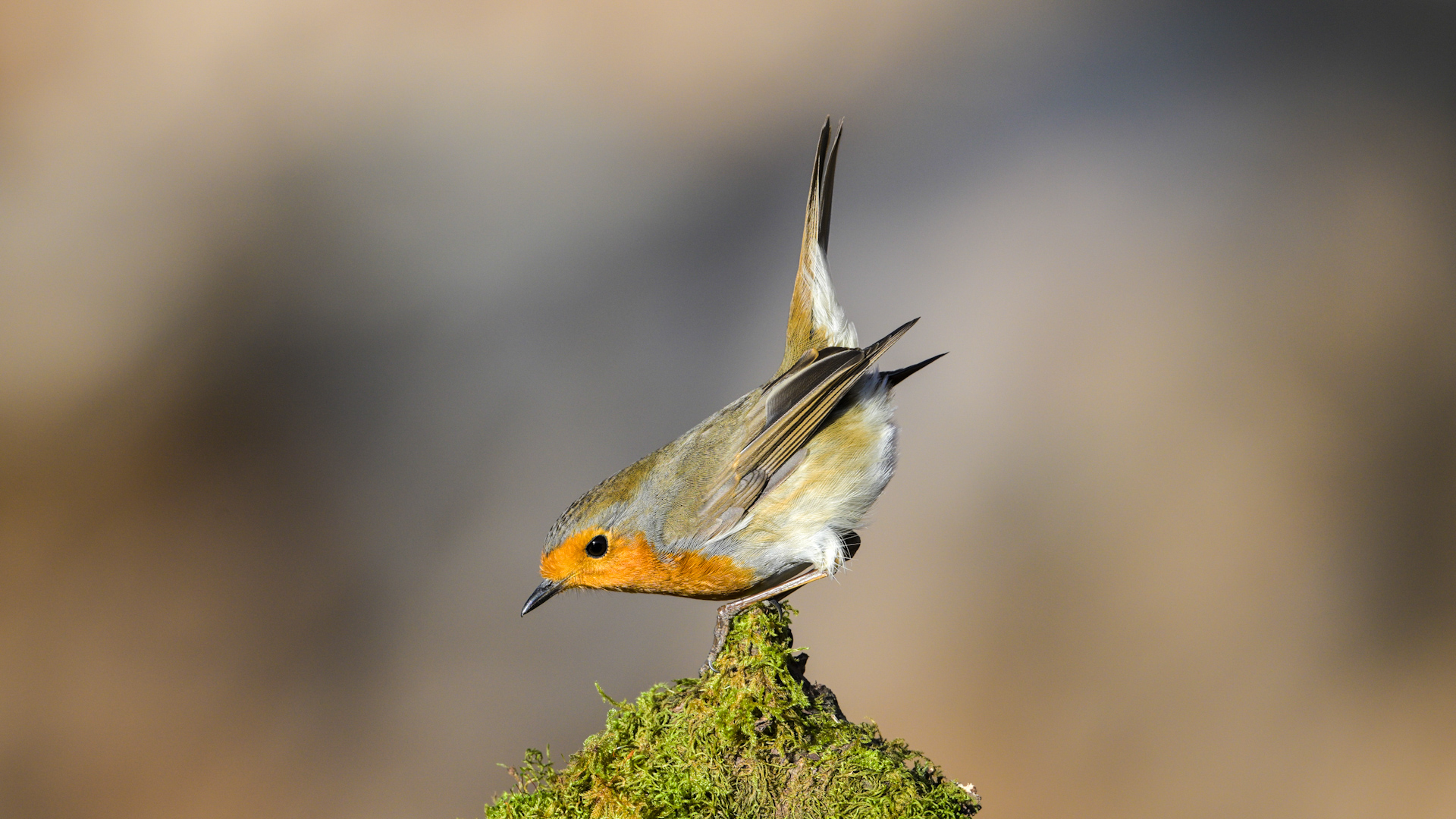 Kızılgerdan » European Robin » Erithacus rubecula