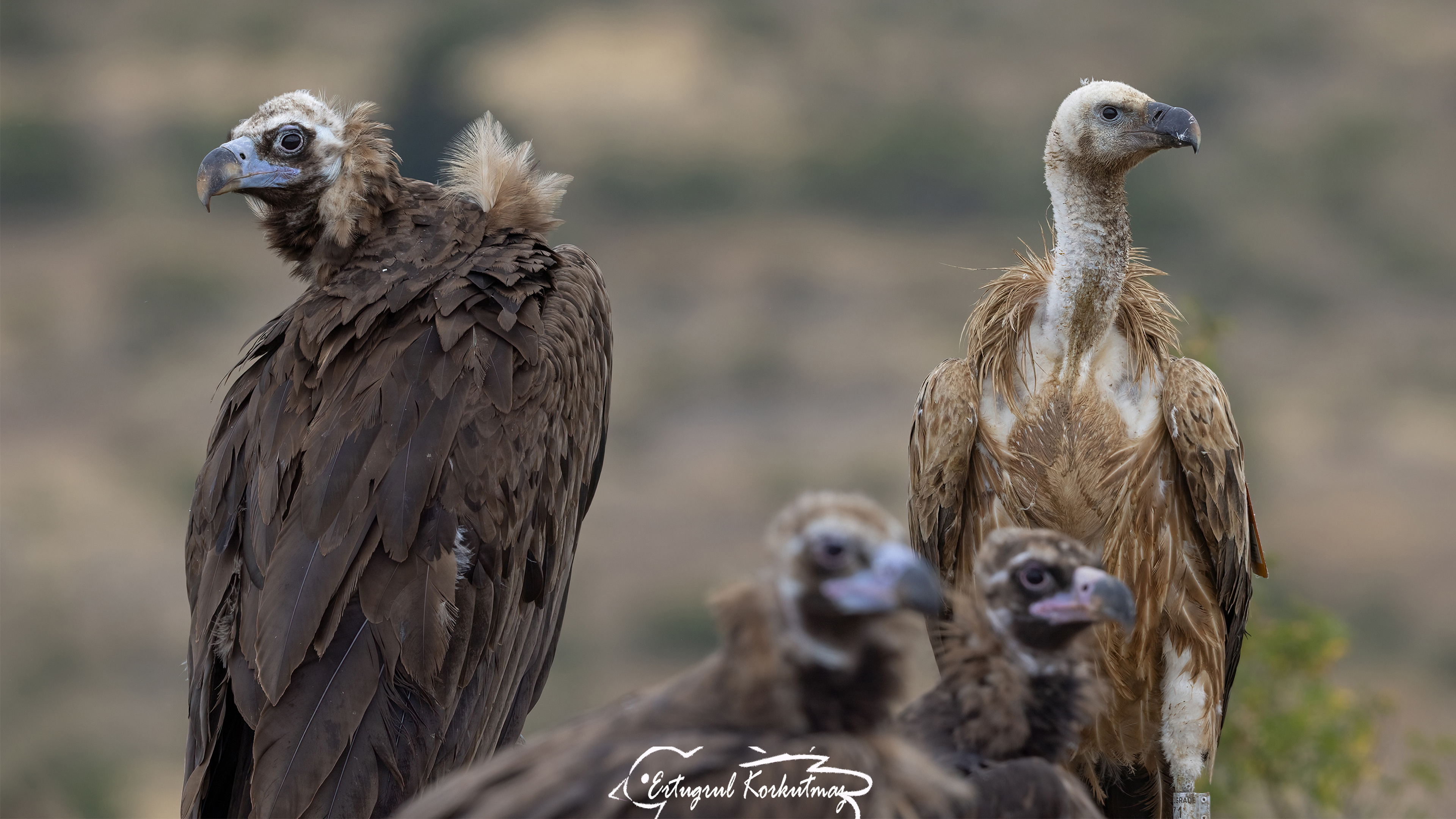 Kara akbaba » Cinereous Vulture » Aegypius monachus