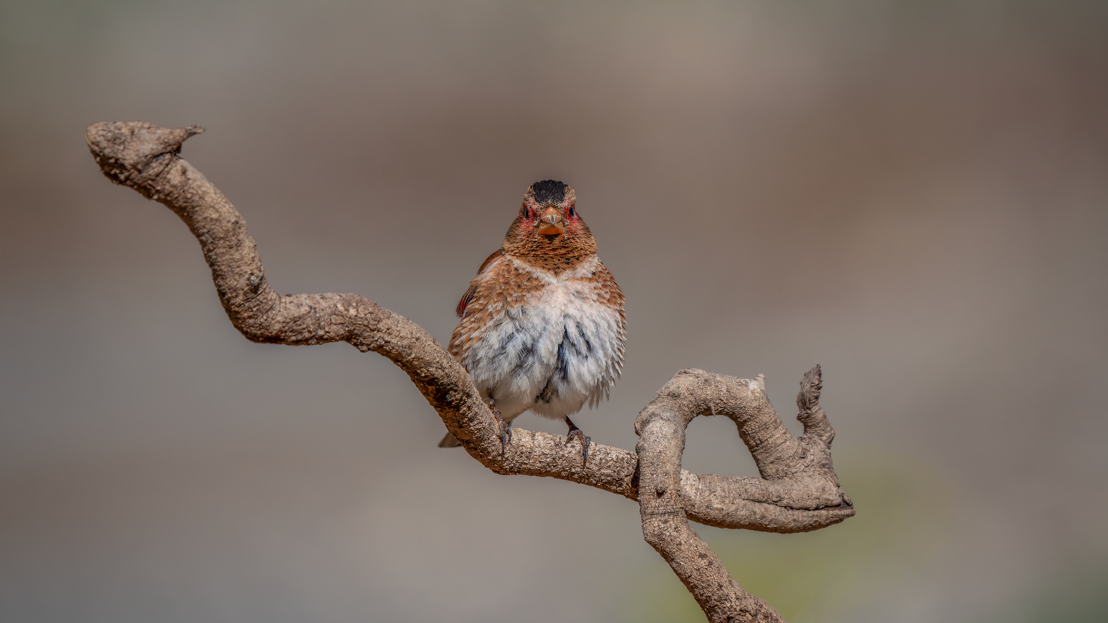 Alamecek » Eurasian Crimson-winged Finch » Rhodopechys sanguineus