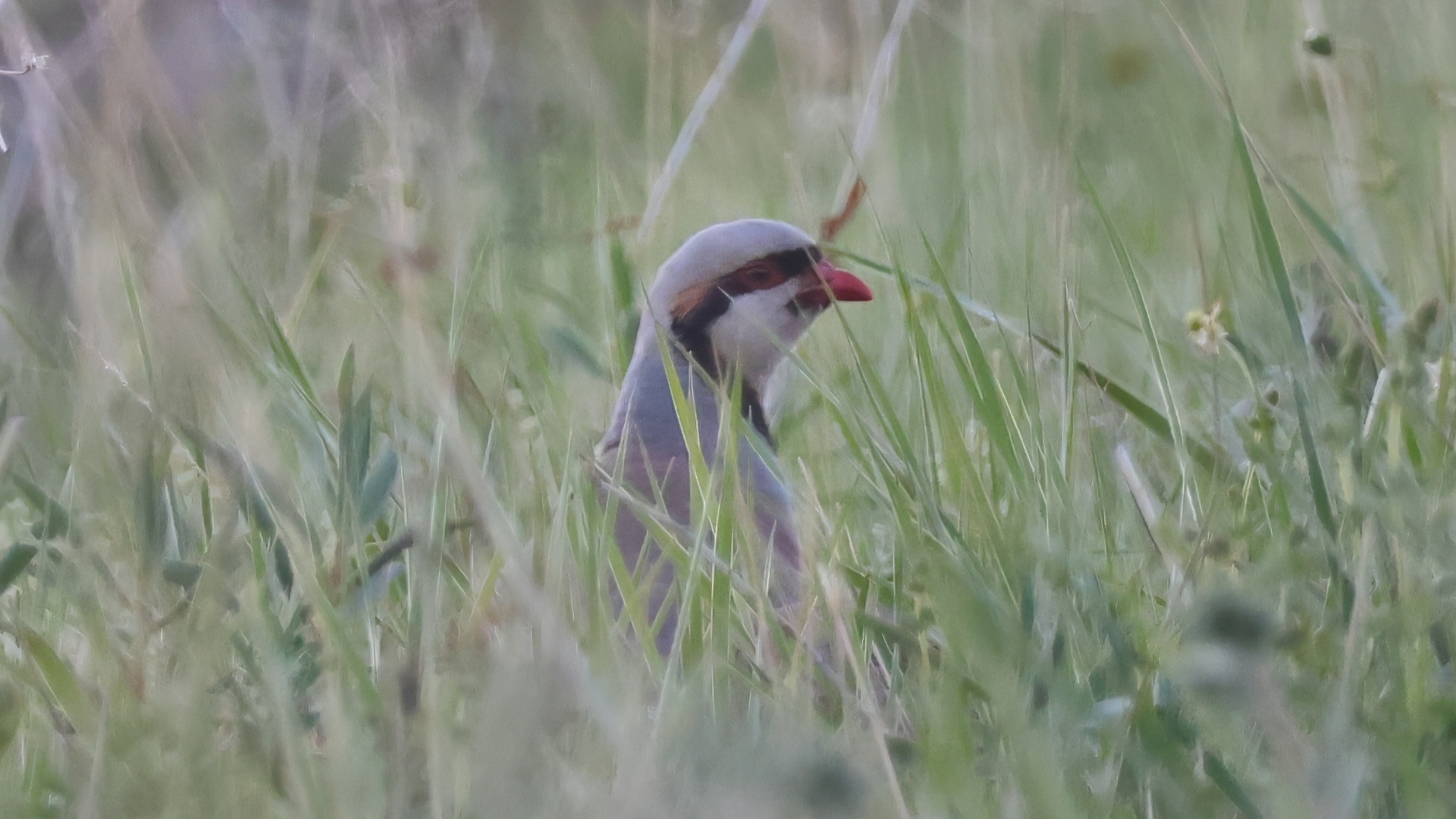Kınalı keklik » Chukar Partridge » Alectoris chukar