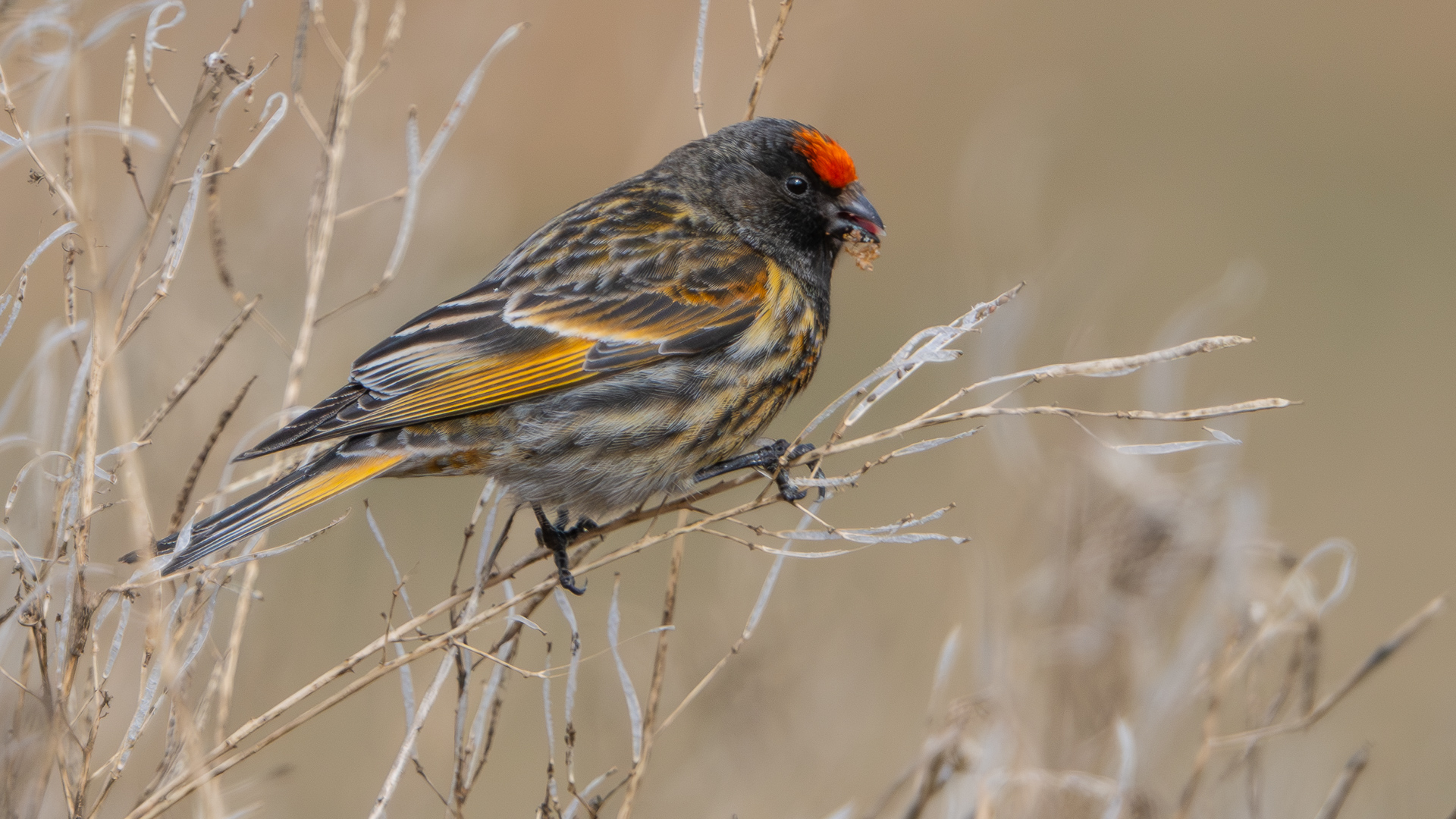 Kara iskete » Red-fronted Serin » Serinus pusillus