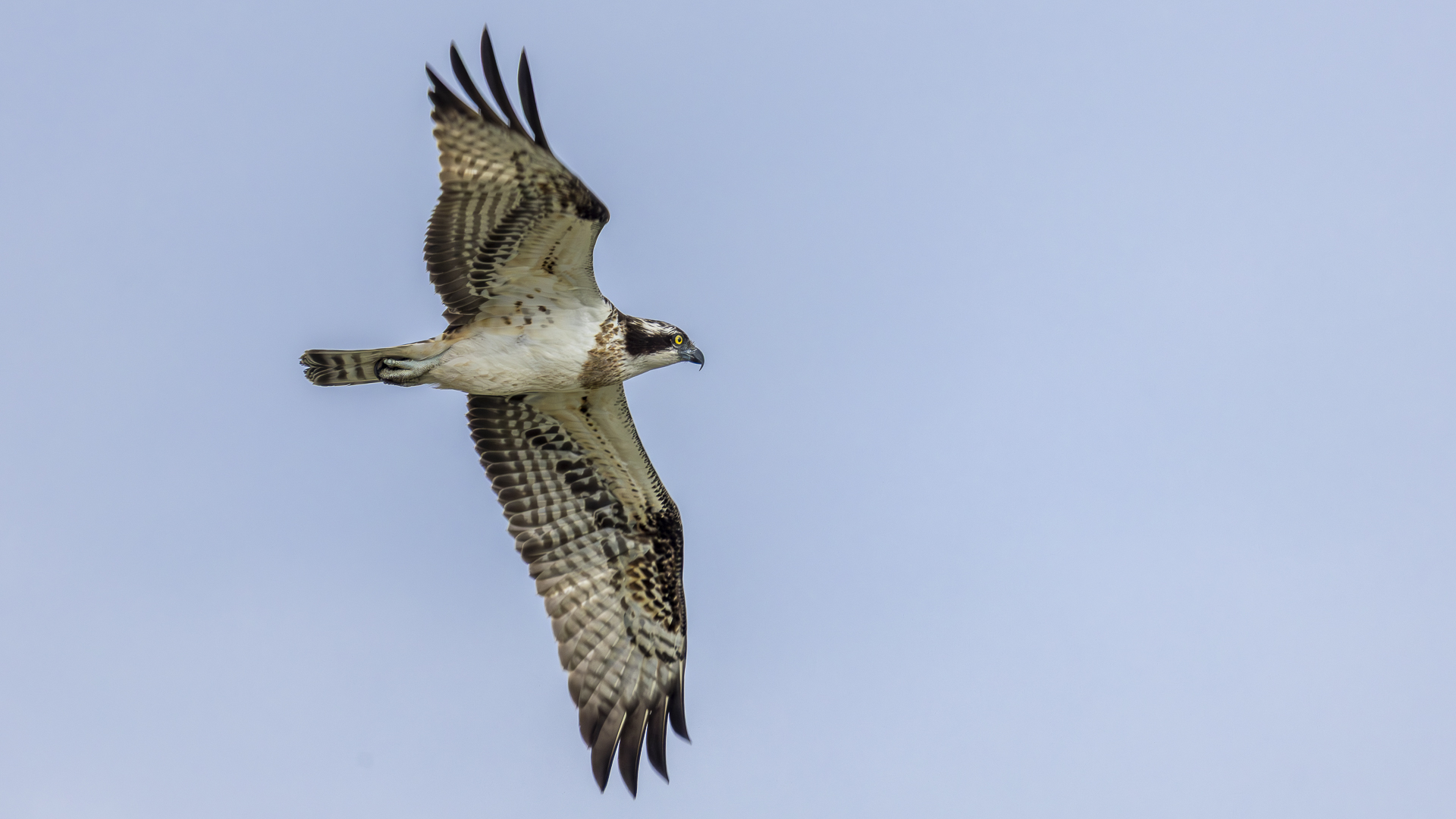 Balık kartalı » Osprey » Pandion haliaetus