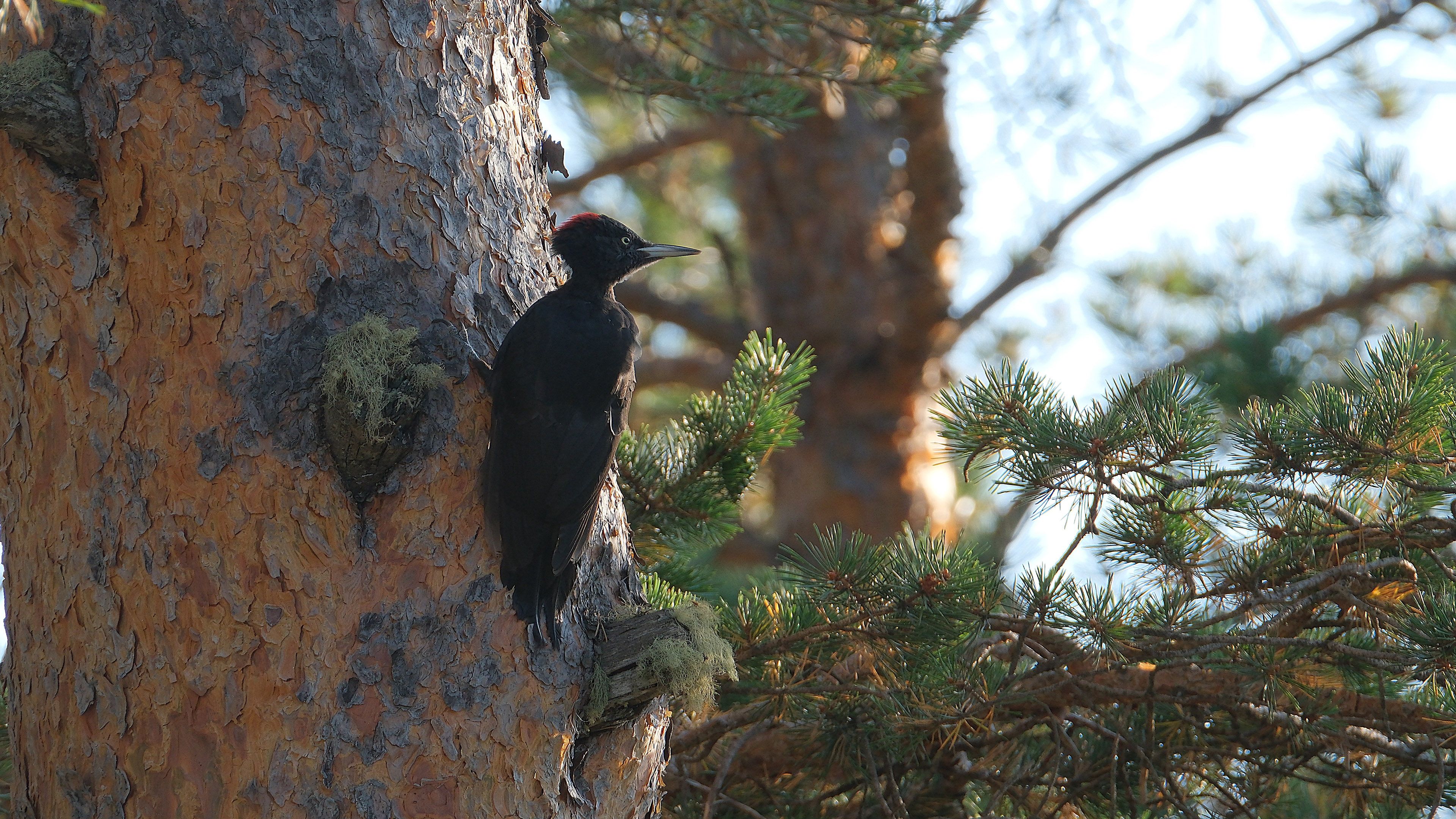 Kara ağaçkakan » Black Woodpecker » Dryocopus martius