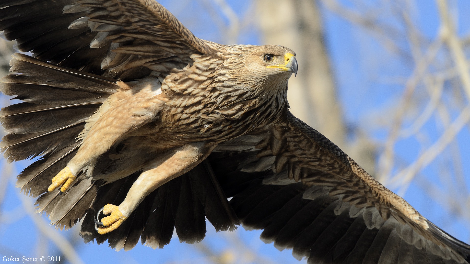 Şah kartal » Eastern Imperial Eagle » Aquila heliaca