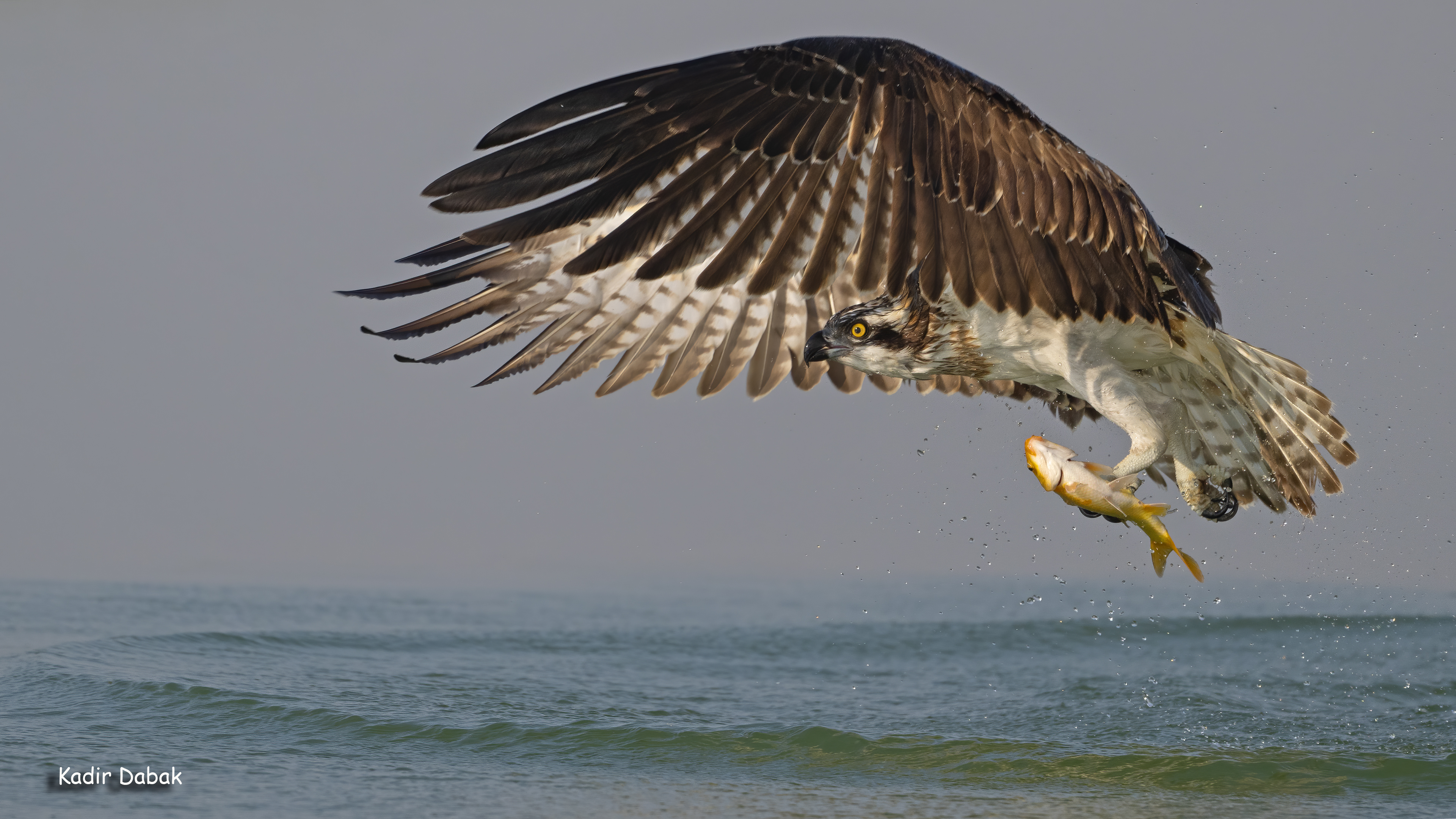 Balık kartalı » Osprey » Pandion haliaetus