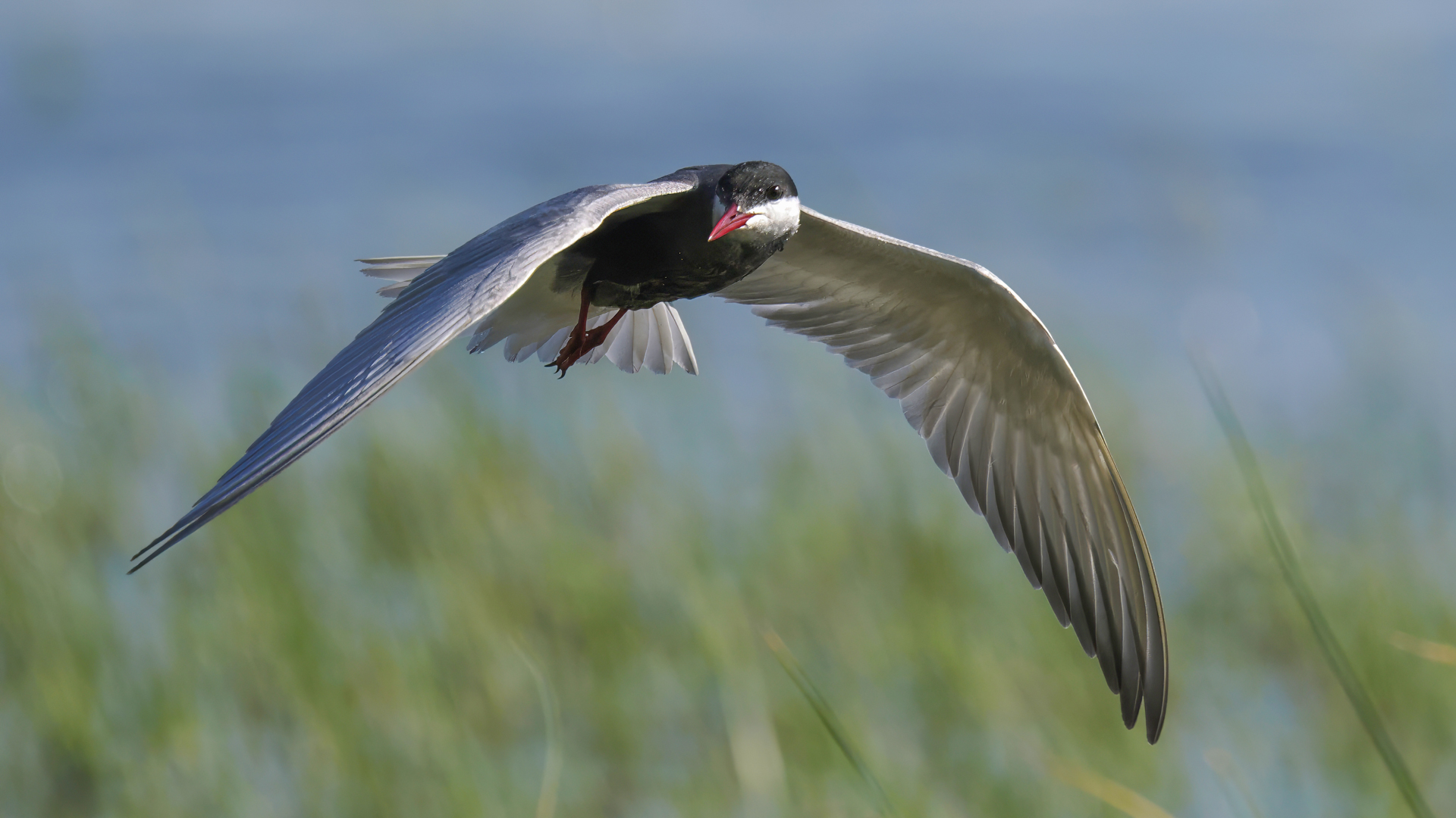Bıyıklı sumru » Whiskered Tern » Chlidonias hybrida