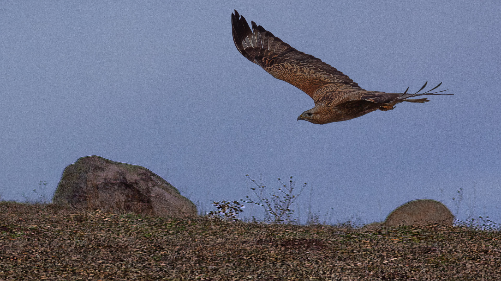 Kızıl şahin
