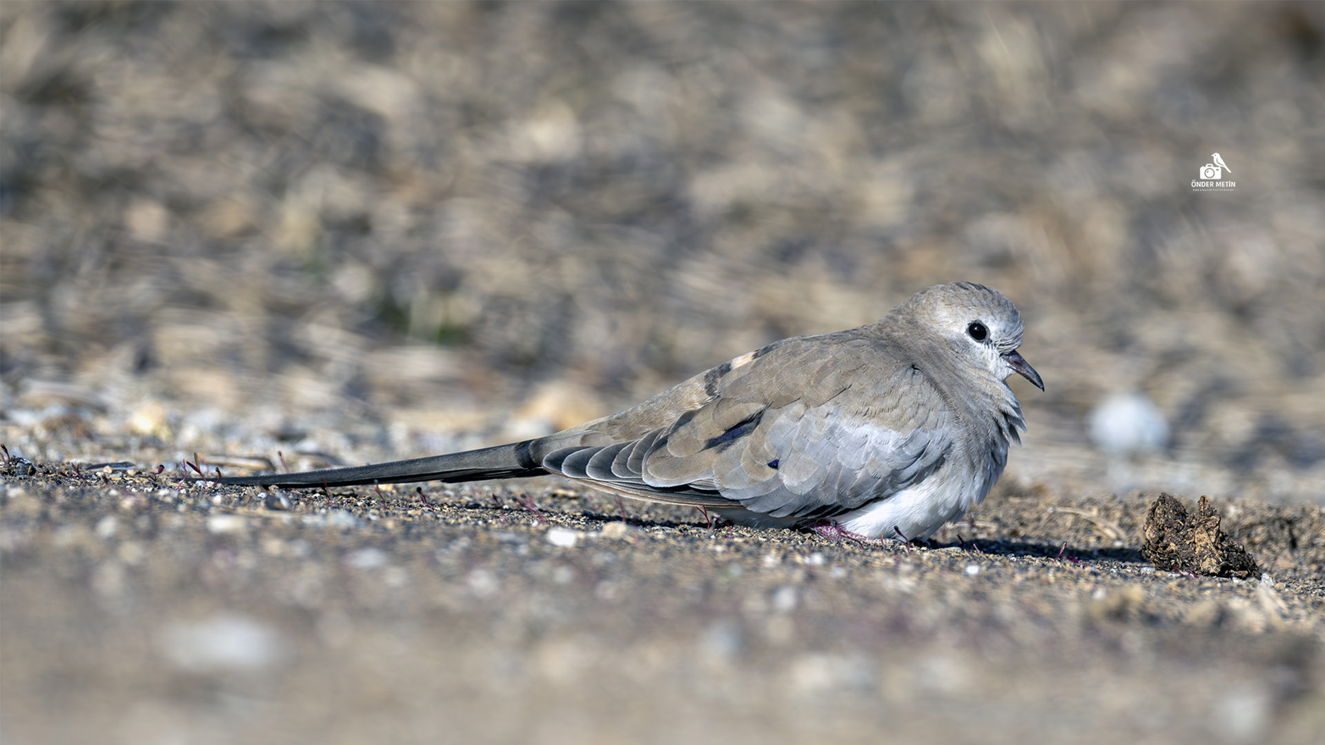 Kap kumrusu » Namaqua Dove » Oena capensis