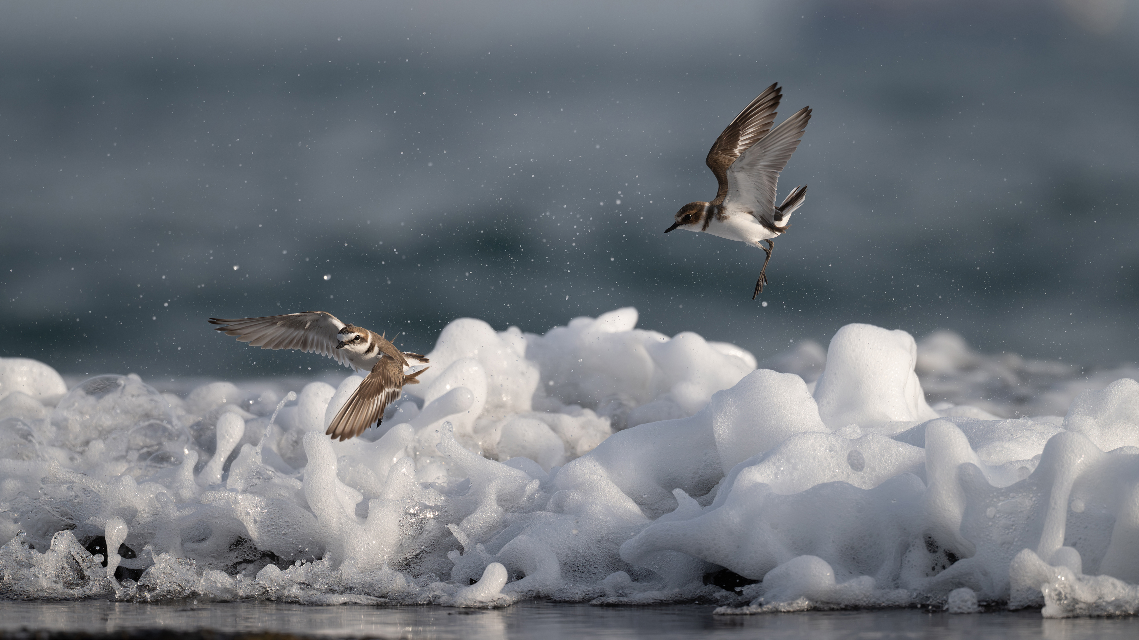 Akça cılıbıt » Kentish Plover » Anarhynchus alexandrinus