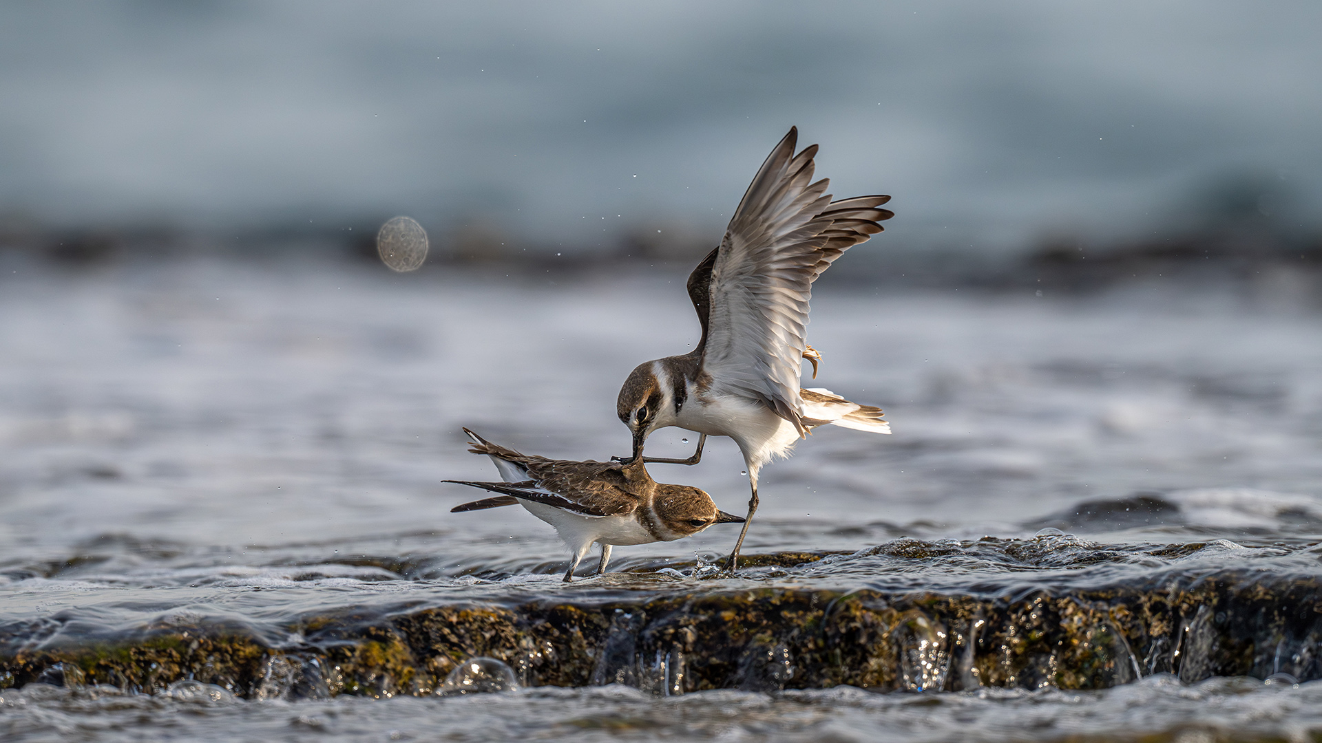 Akça cılıbıt » Kentish Plover » Anarhynchus alexandrinus