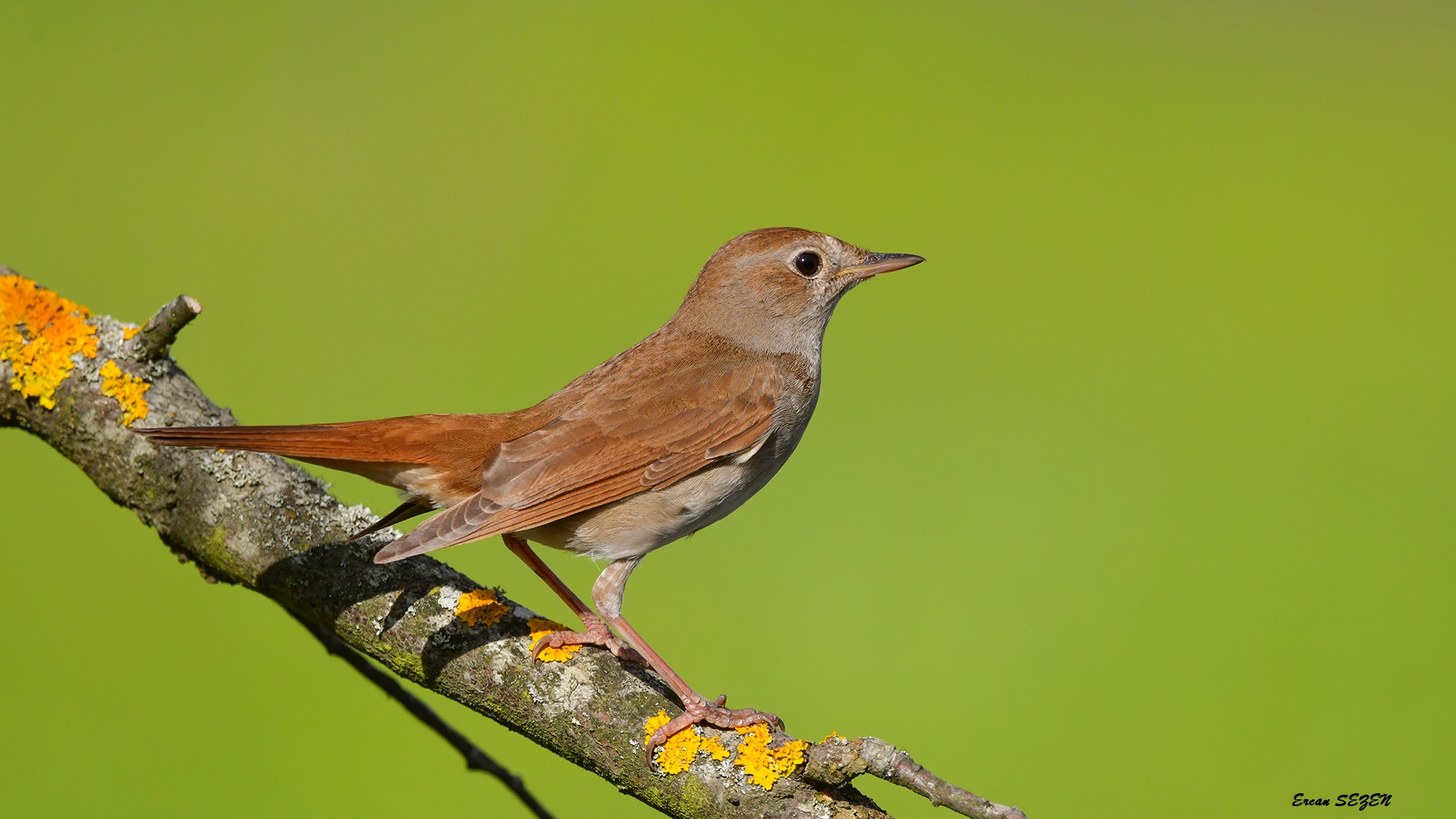 Bülbül » Common Nightingale » Luscinia megarhynchos