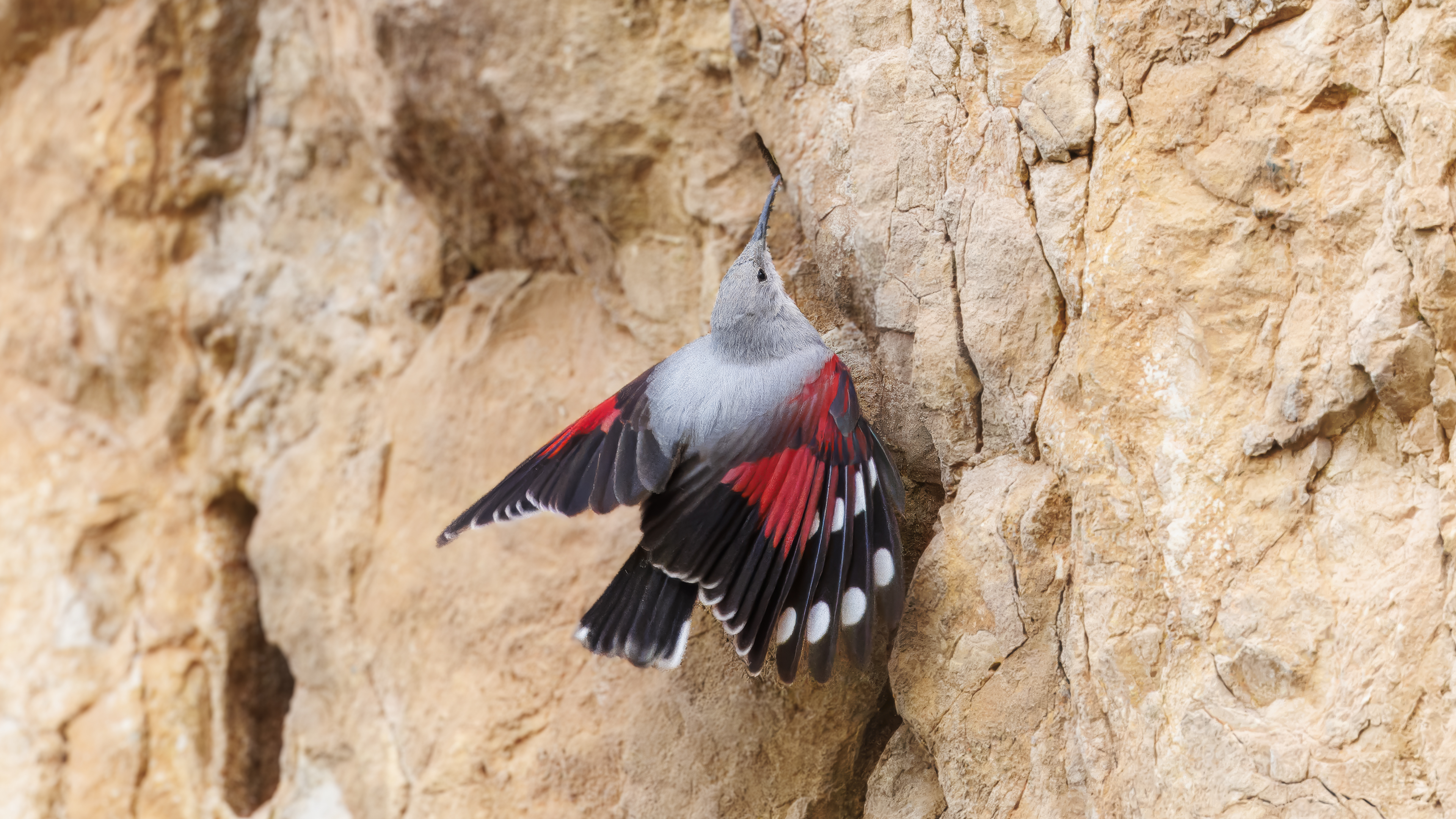 Duvar tırmaşıkkuşu » Wallcreeper » Tichodroma muraria