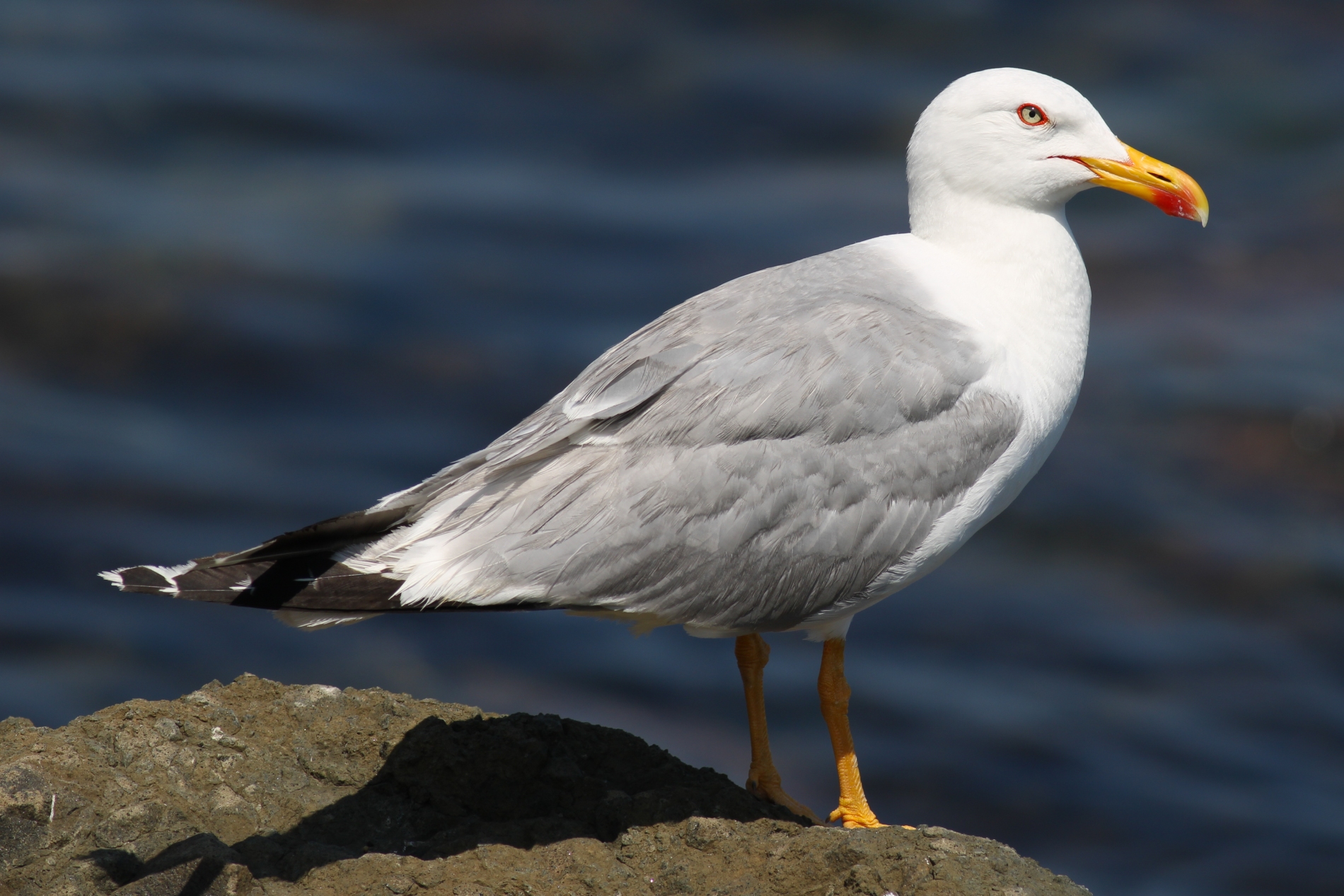 Gümüş martı