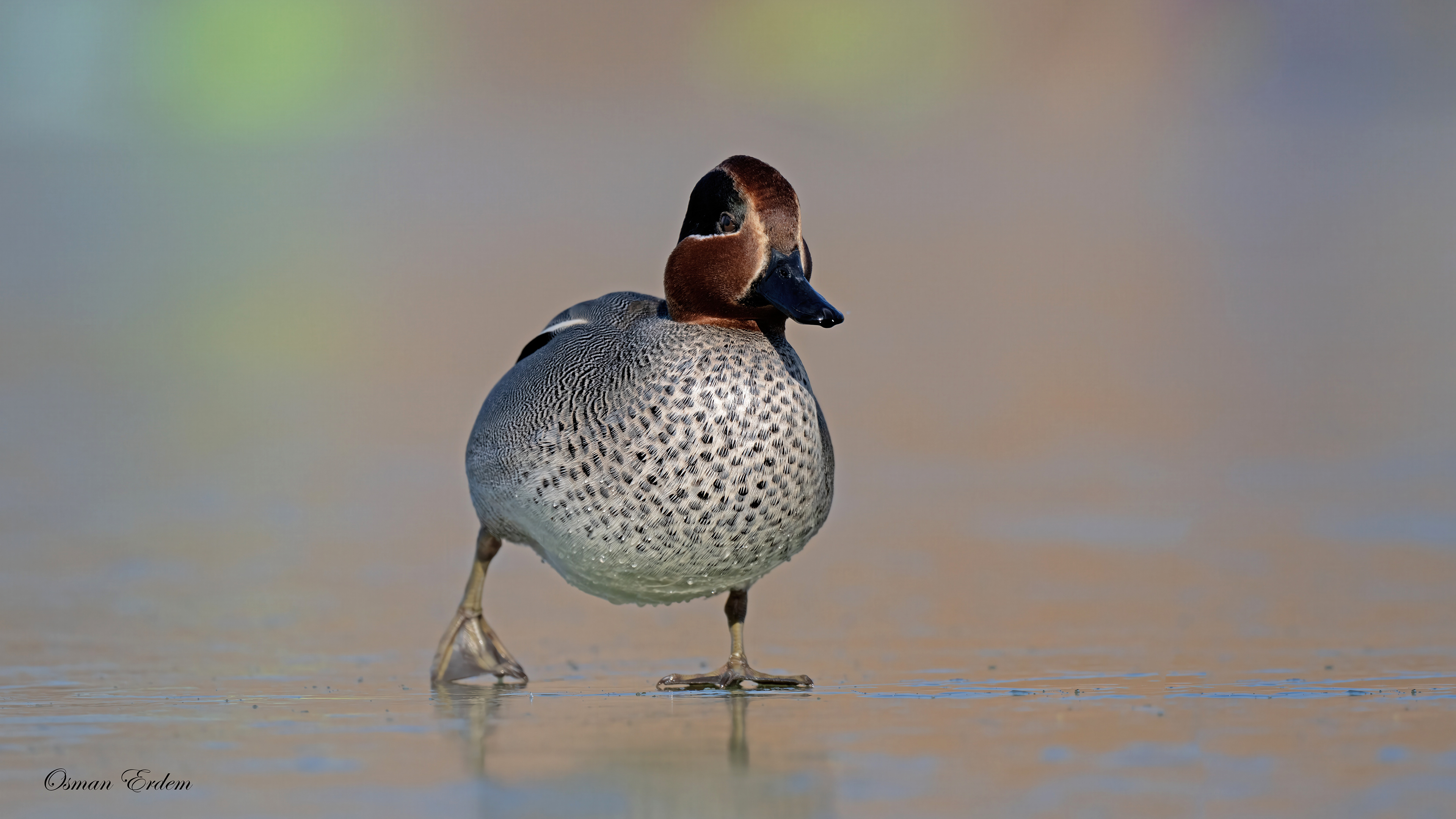 Çamurcun » Eurasian Teal » Anas crecca