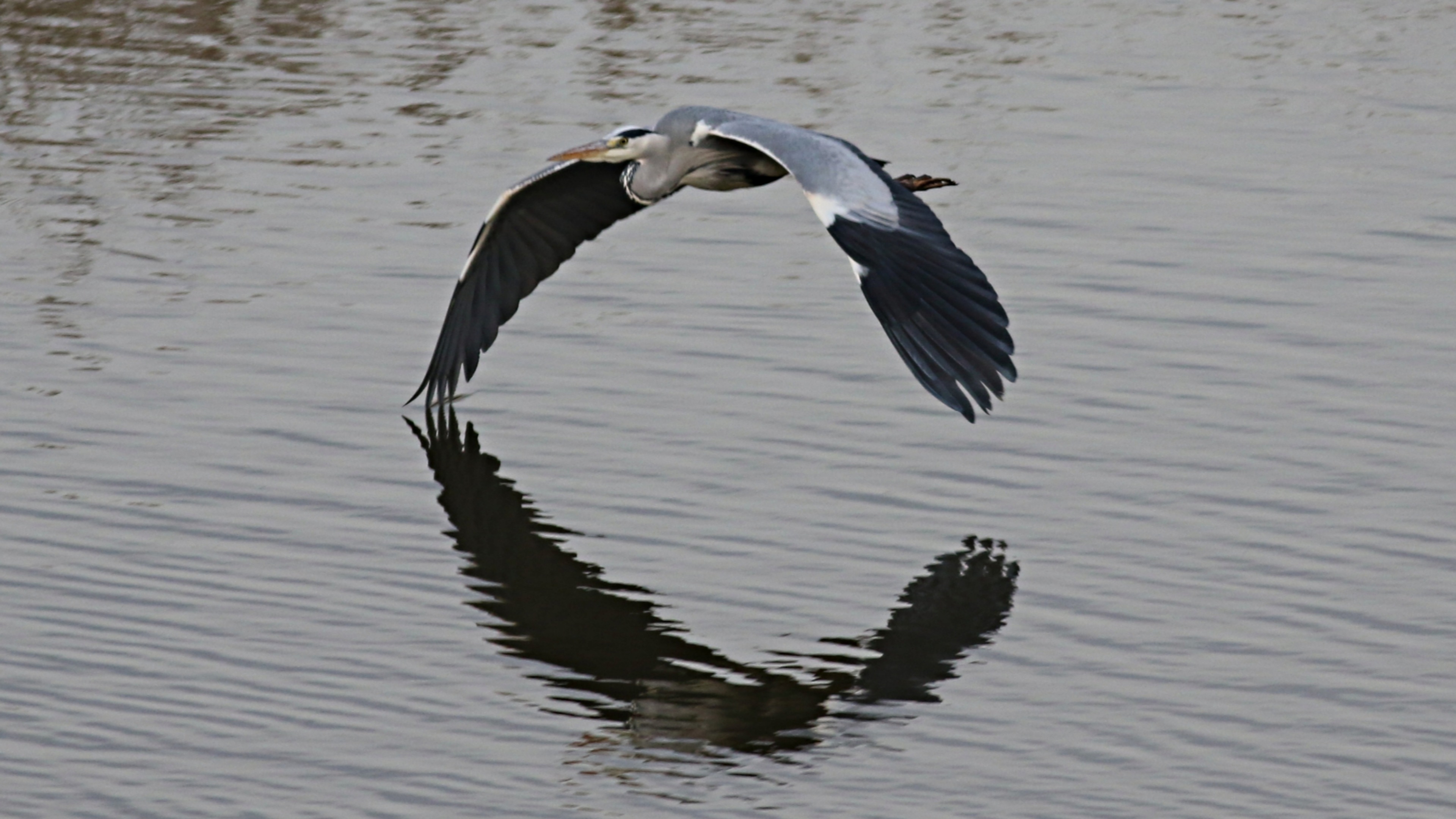 Gri balıkçıl » Grey Heron » Ardea cinerea