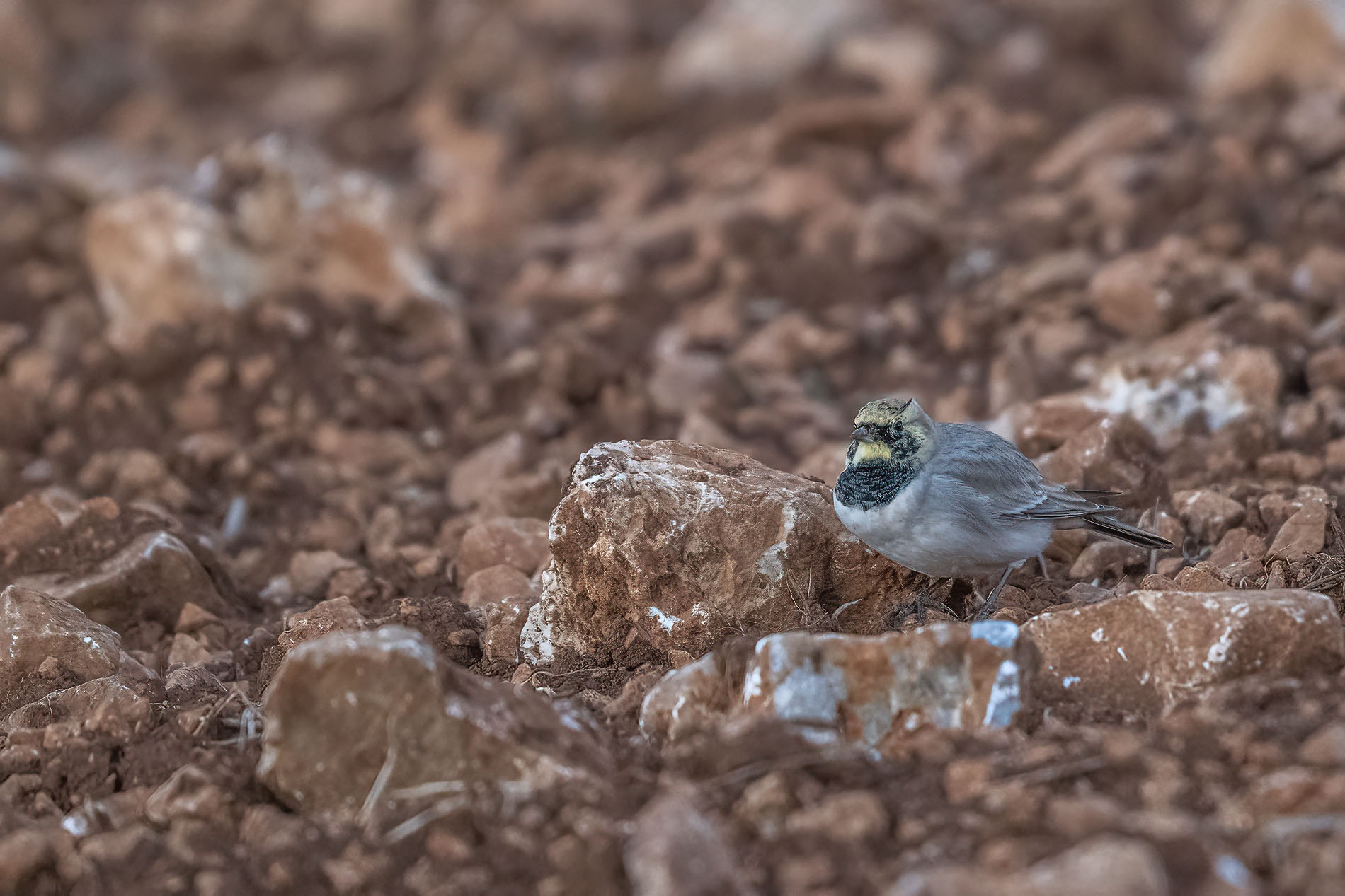 Horned Lark