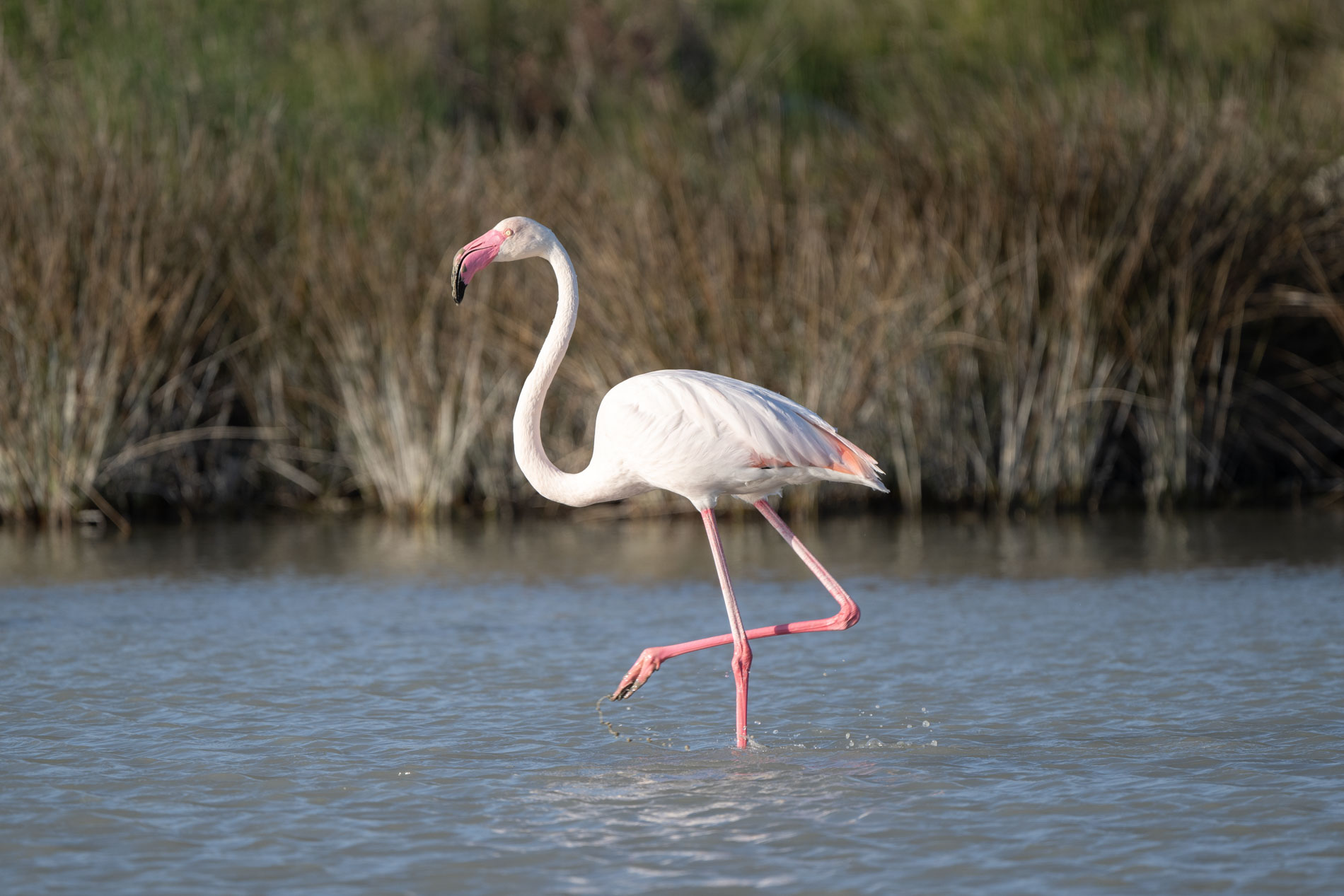 Flamingo