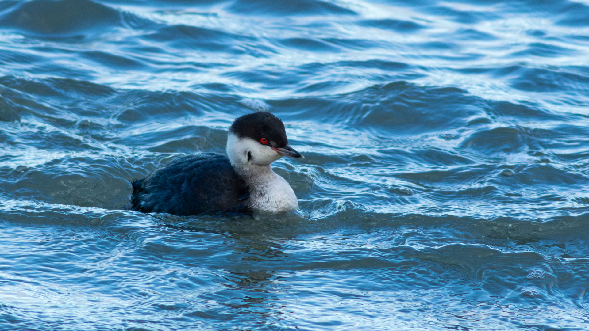 Kulaklı batağan » Horned Grebe » Podiceps auritus