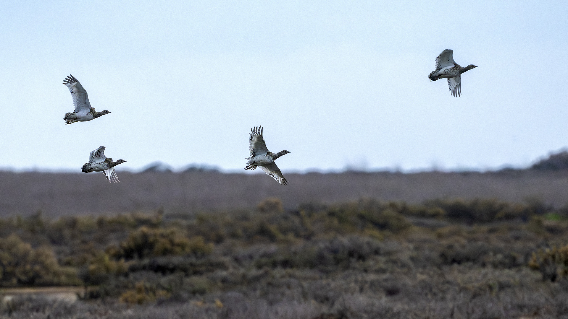 Mezgeldek » Little Bustard » Tetrax tetrax