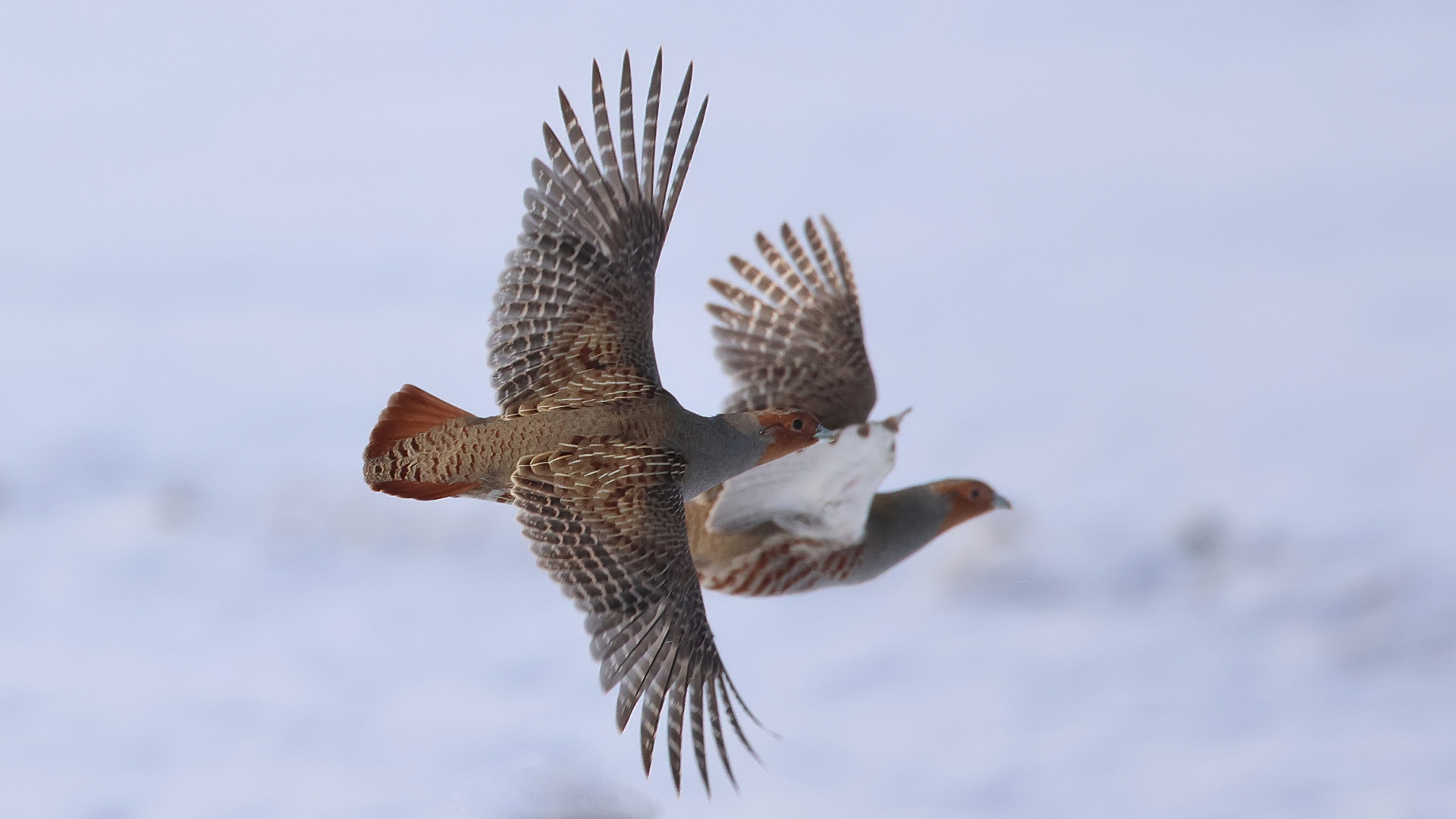 Çilkeklik » Grey Partridge » Perdix perdix