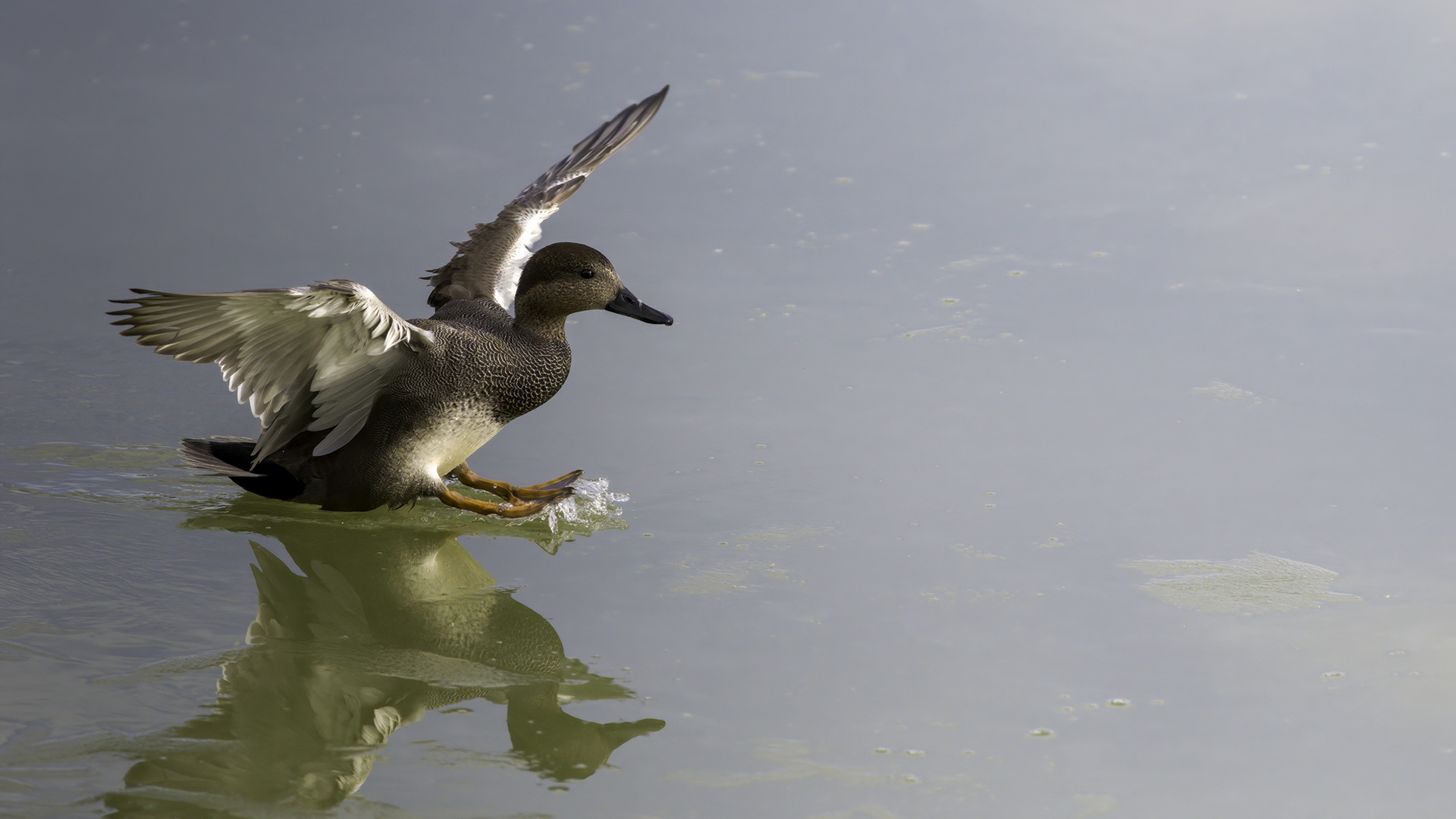 Boz ördek » Gadwall » Mareca strepera