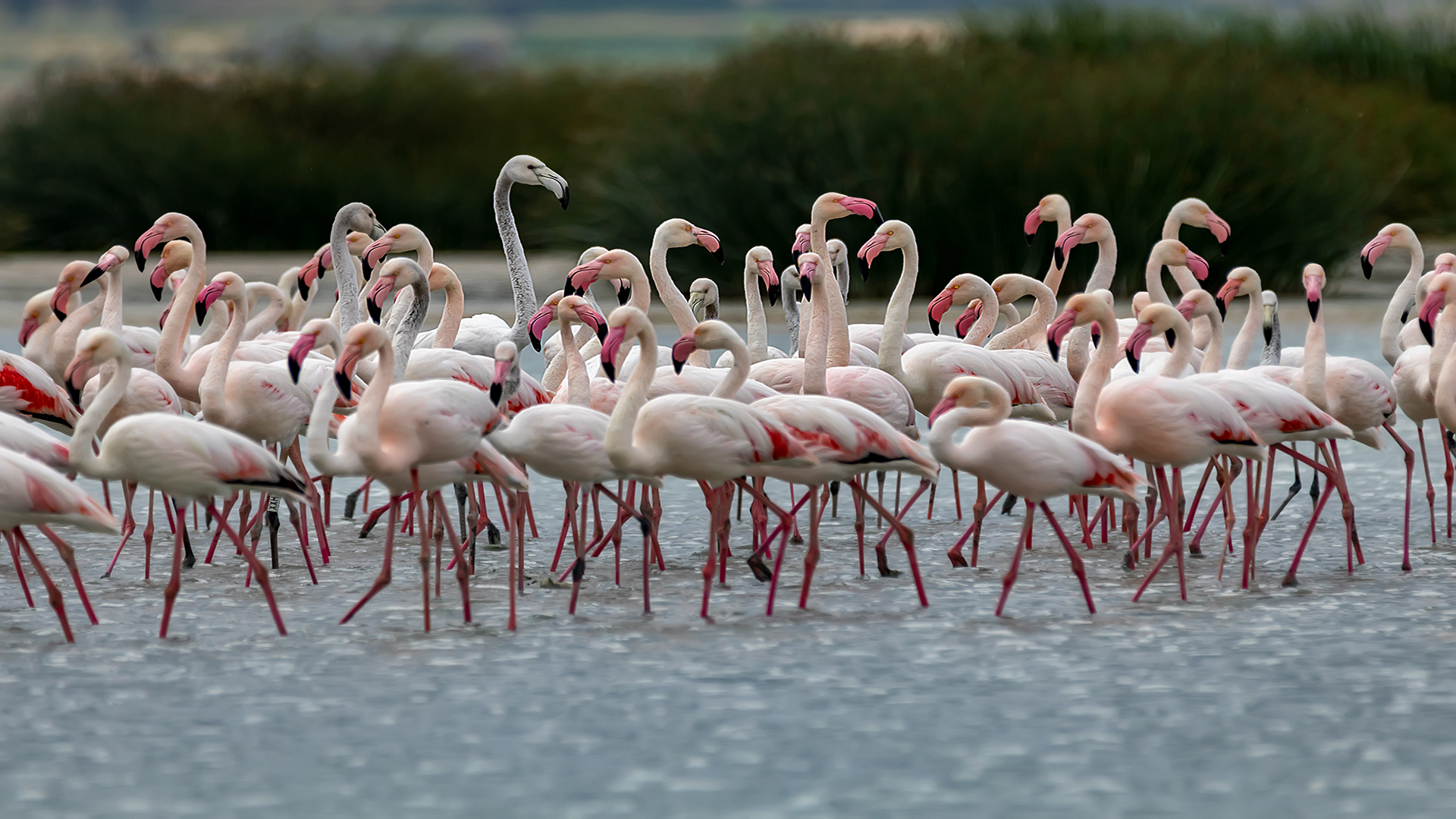 Flamingo » Greater Flamingo » Phoenicopterus roseus