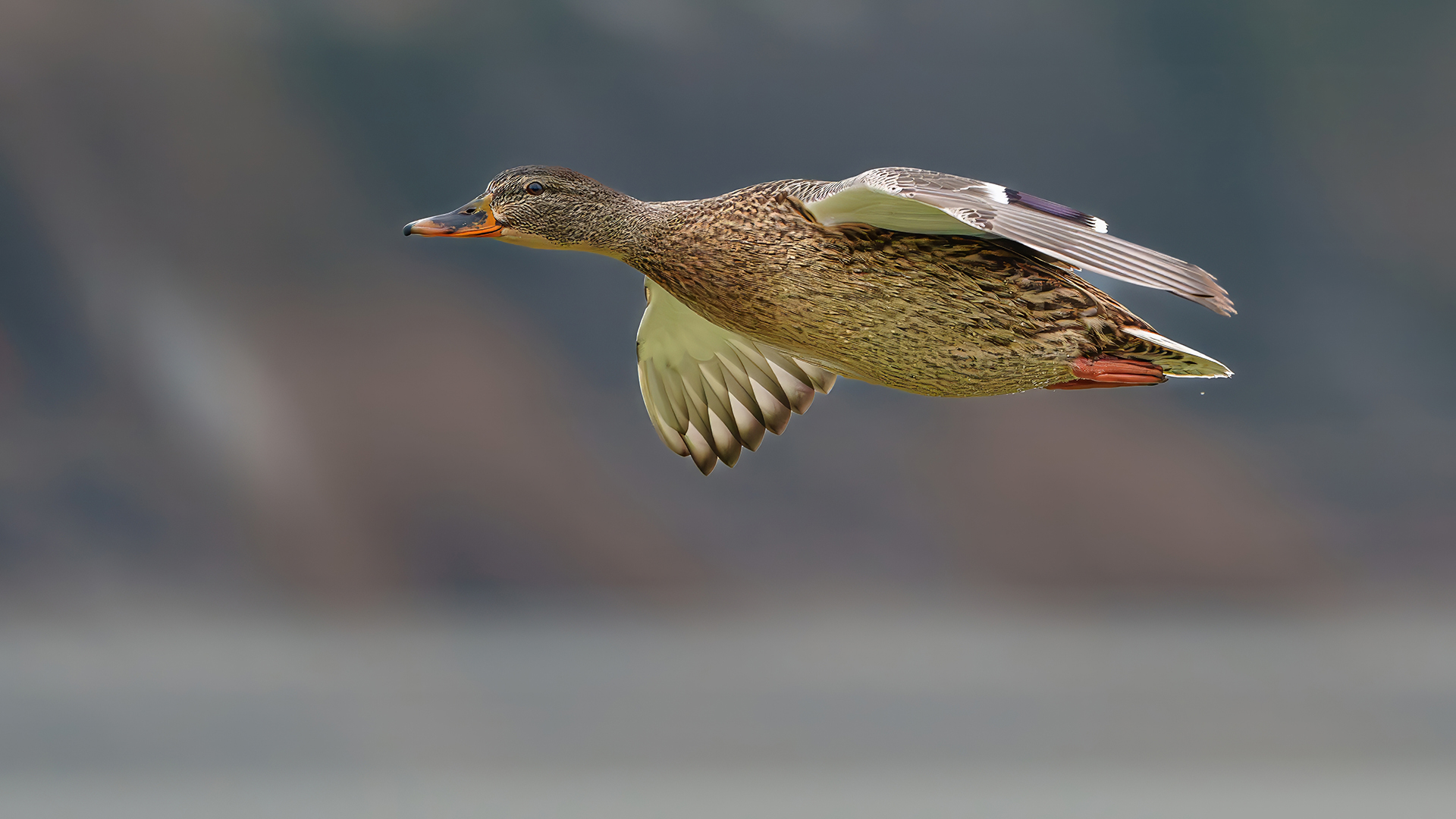 Yeşilbaş » Mallard » Anas platyrhynchos