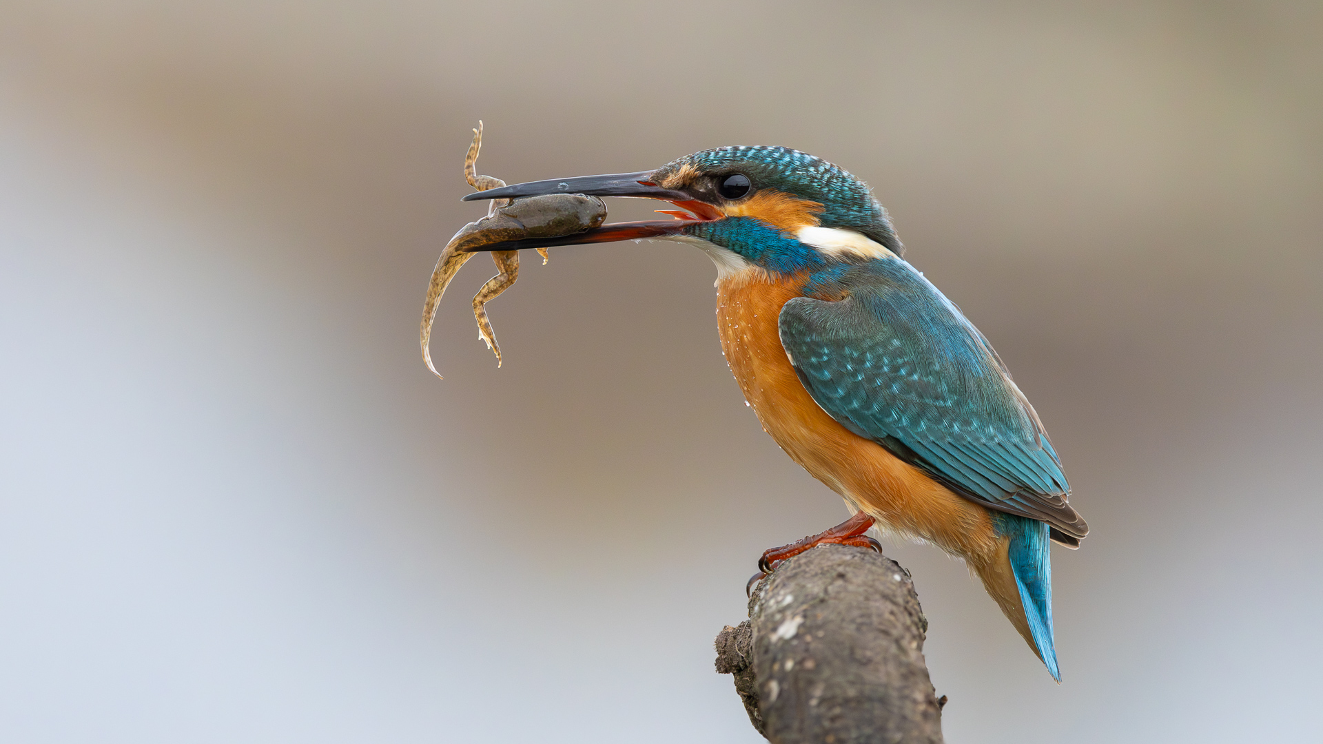 Yalıçapkını » Common Kingfisher » Alcedo atthis
