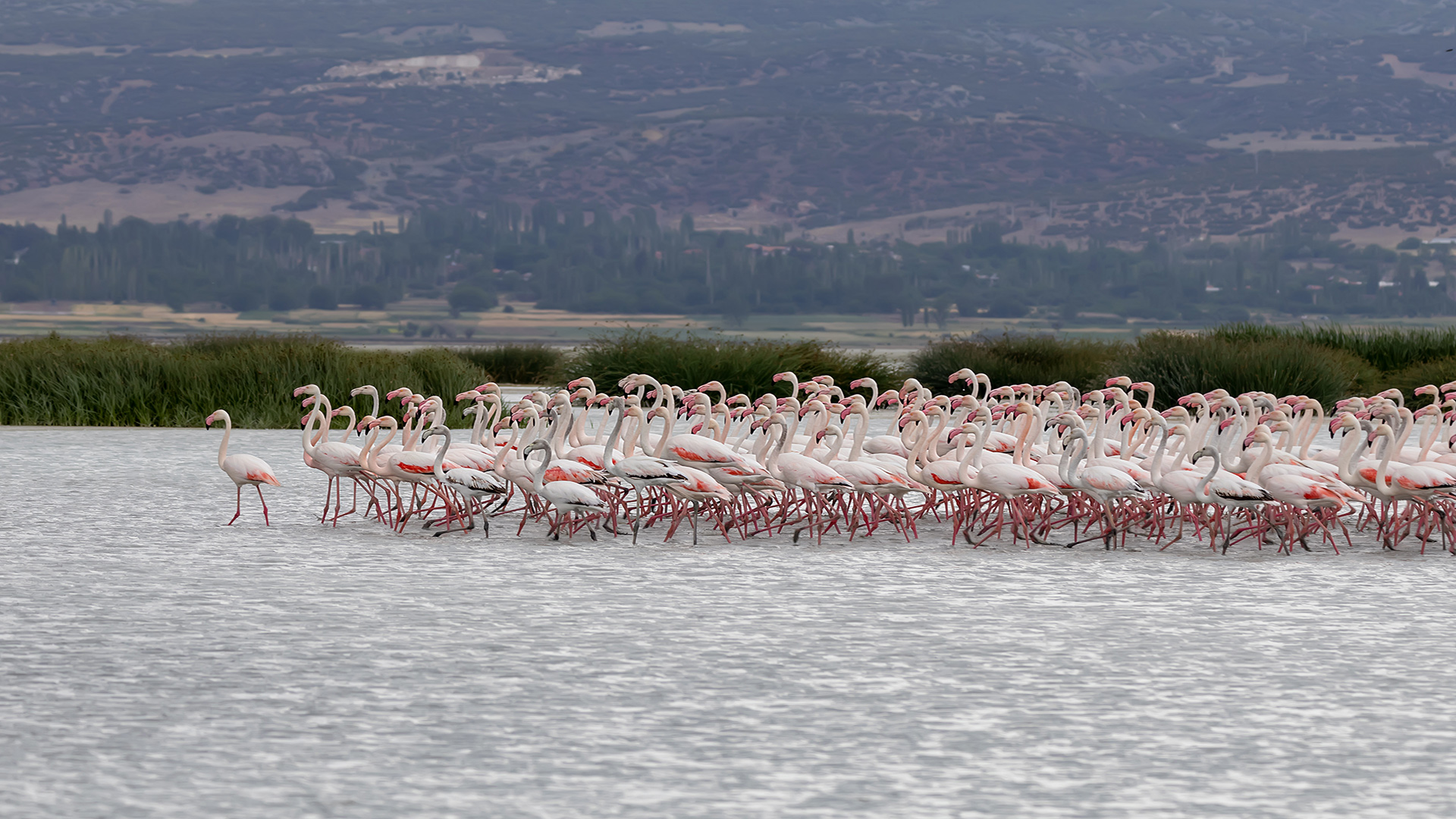 Flamingo » Greater Flamingo » Phoenicopterus roseus