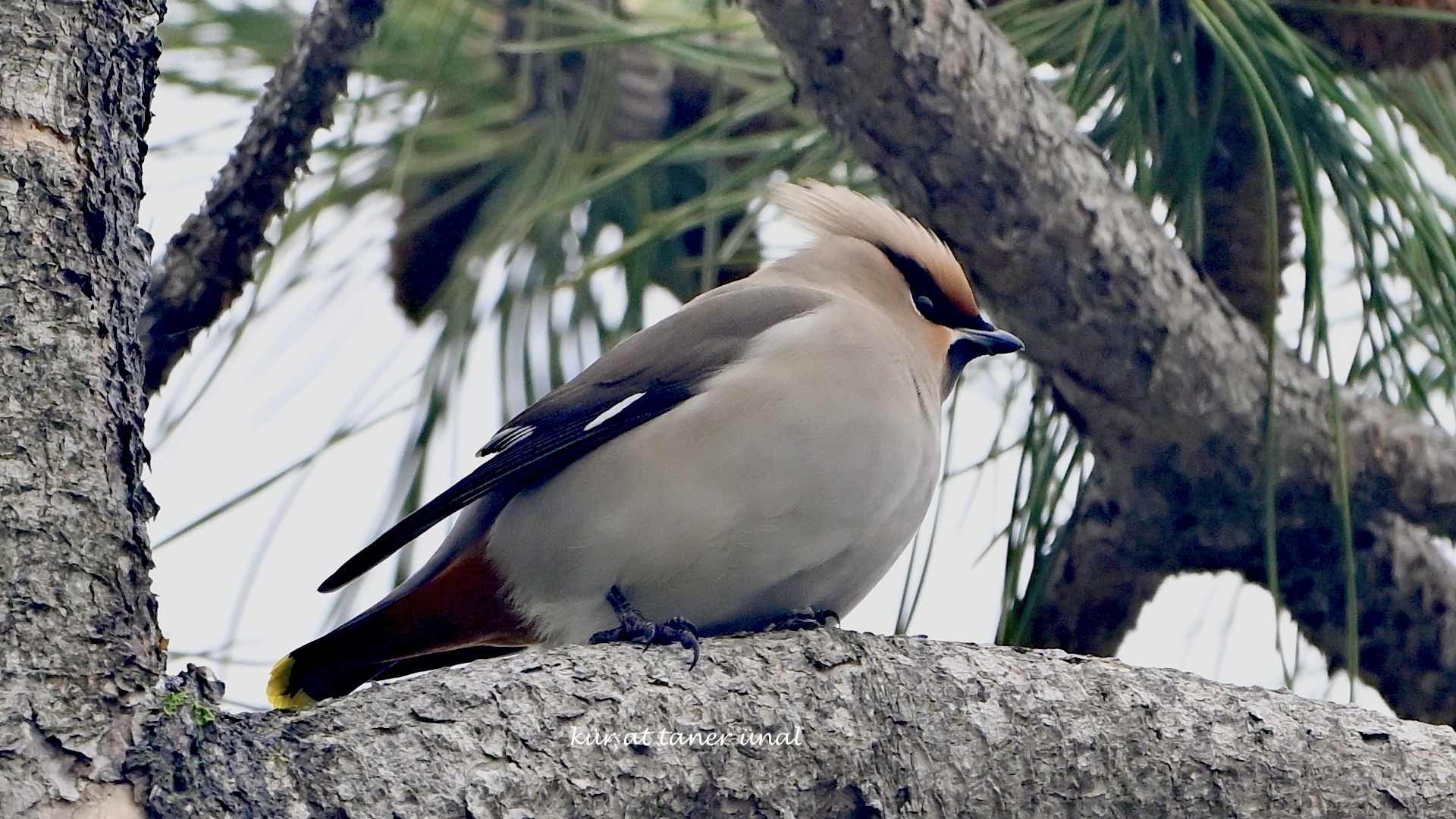 İpekkuyruk » Bohemian Waxwing » Bombycilla garrulus