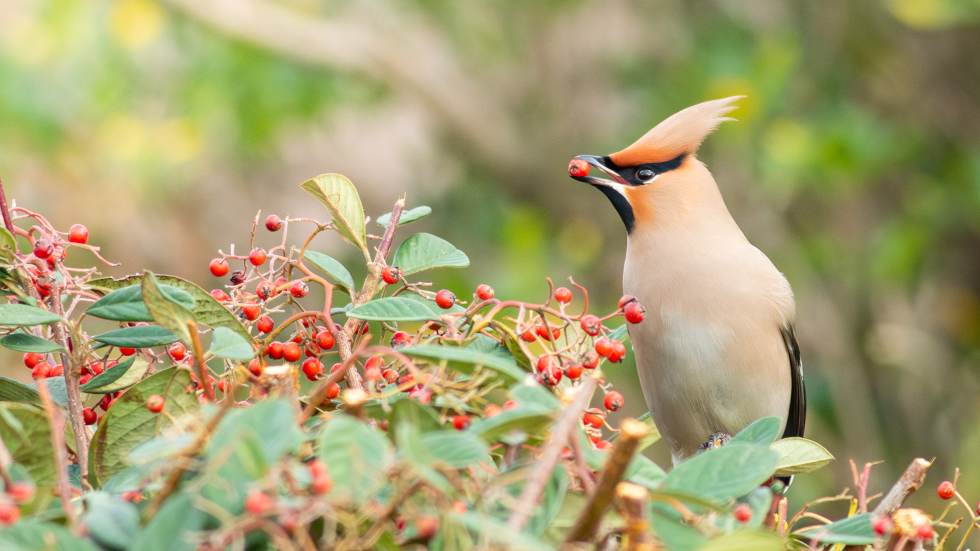 İpekkuyruk » Bohemian Waxwing » Bombycilla garrulus