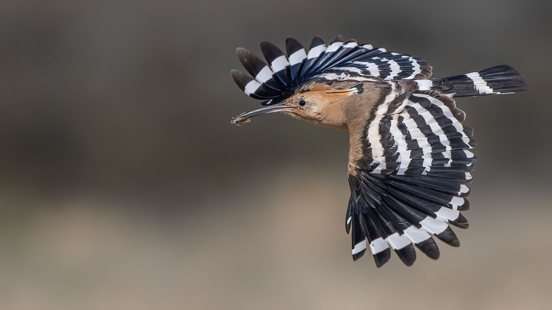 İbibik » Eurasian Hoopoe » Upupa epops