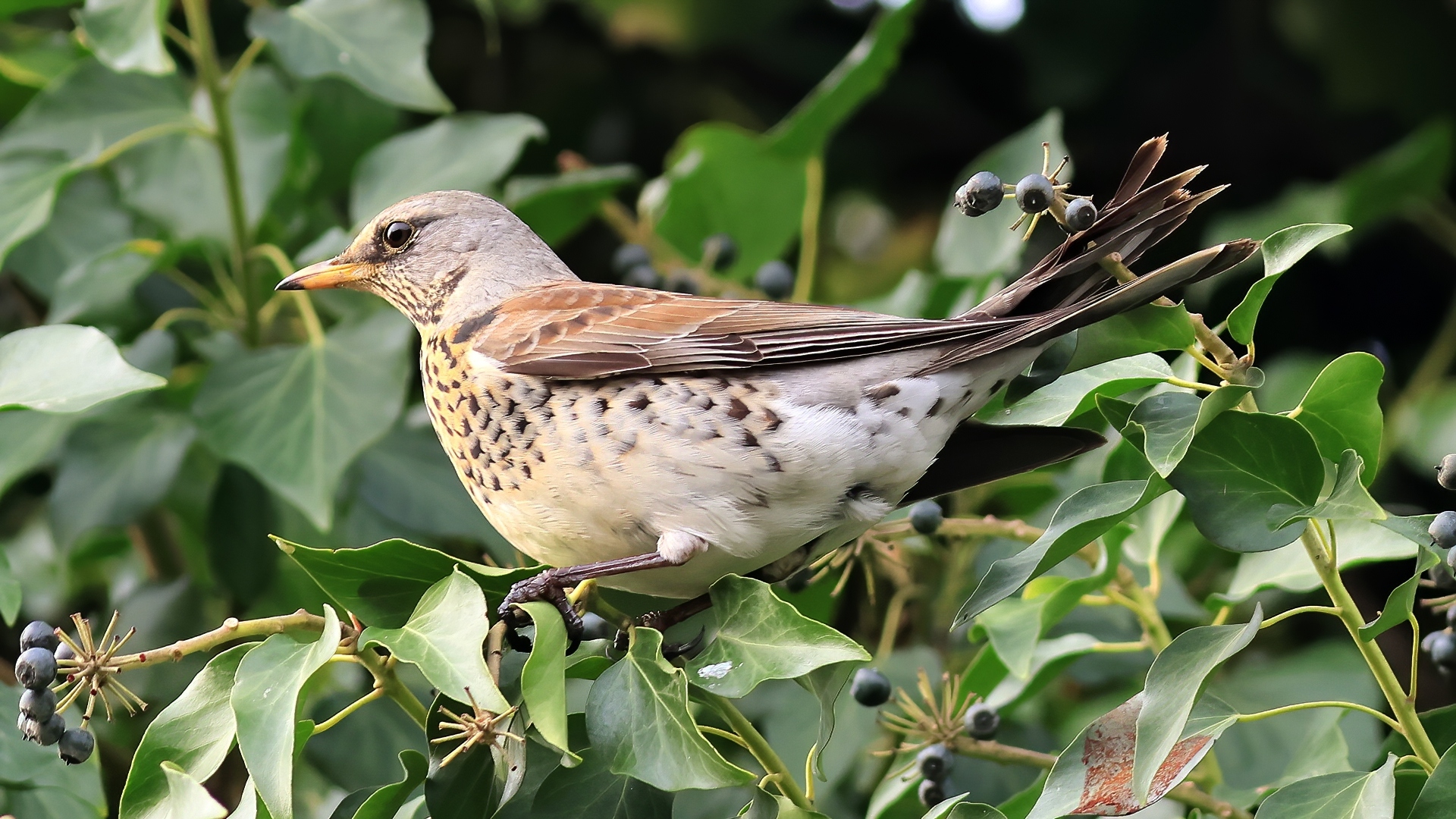 Tarla ardıcı » Fieldfare » Turdus pilaris