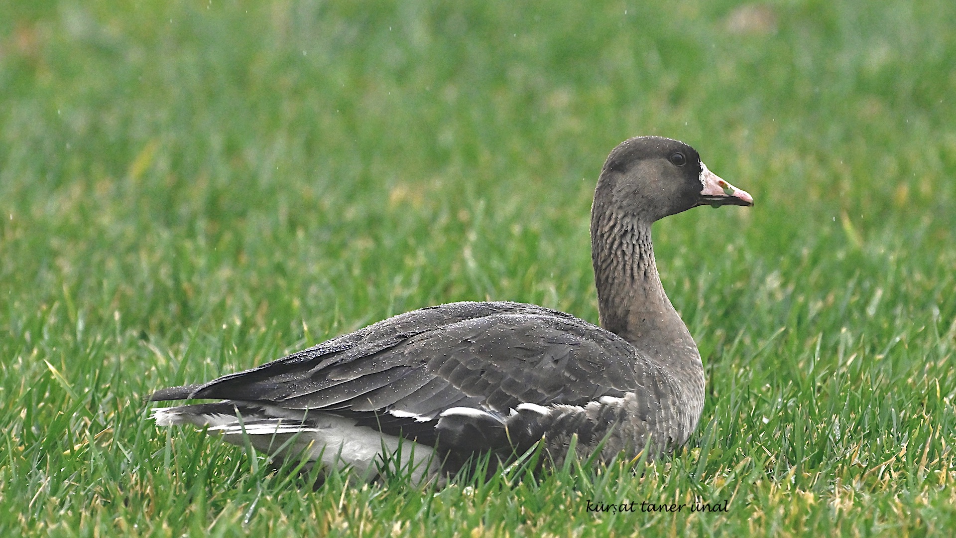 Sakarca » Greater White-fronted Goose » Anser albifrons