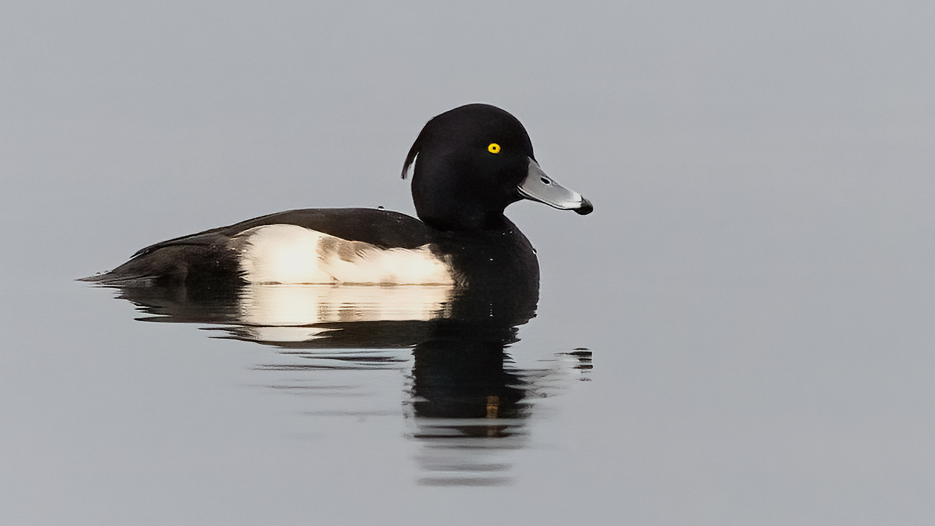 Tepeli patka » Tufted Duck » Aythya fuligula