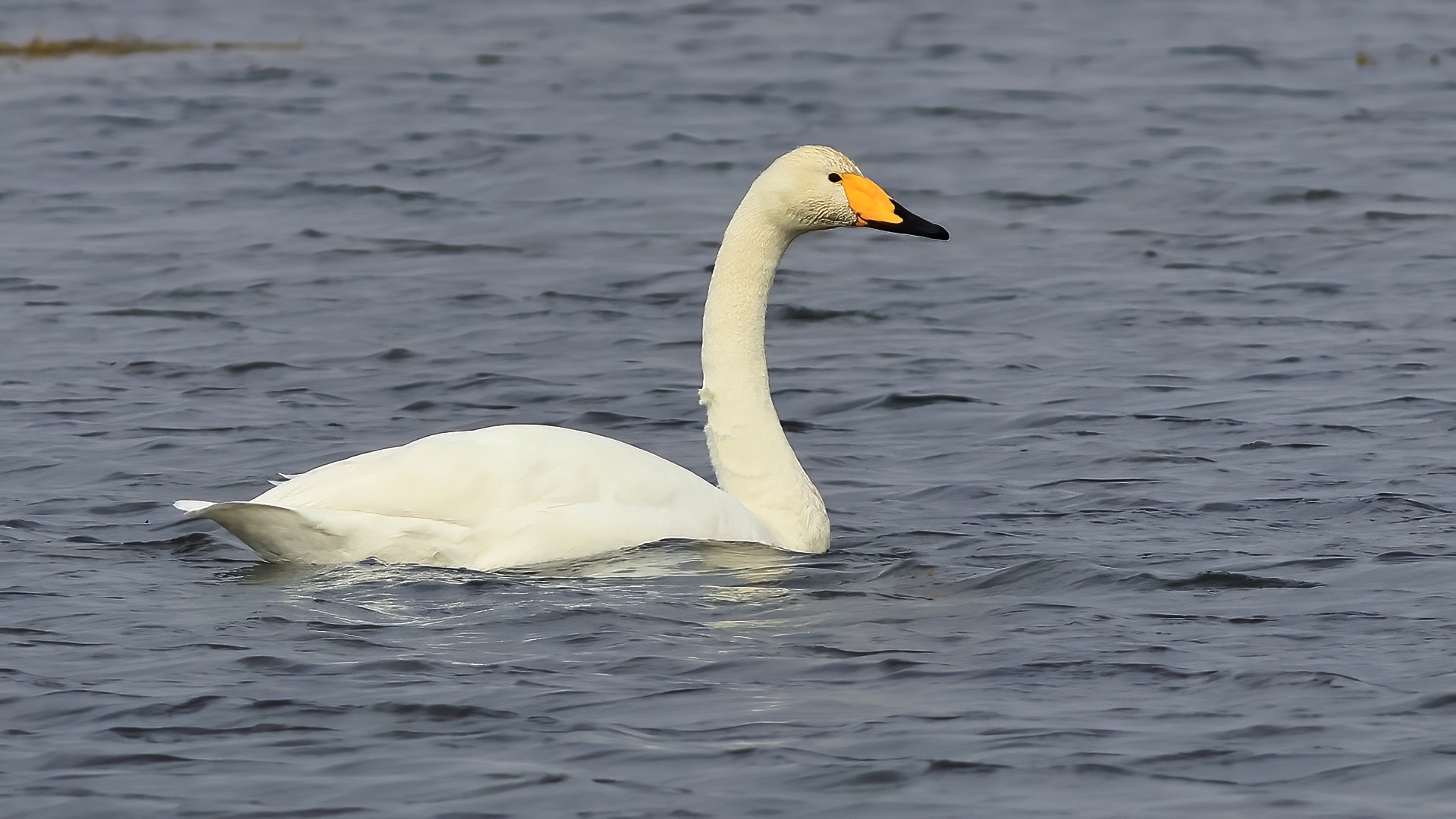 Ötücü kuğu » Whooper Swan » Cygnus cygnus