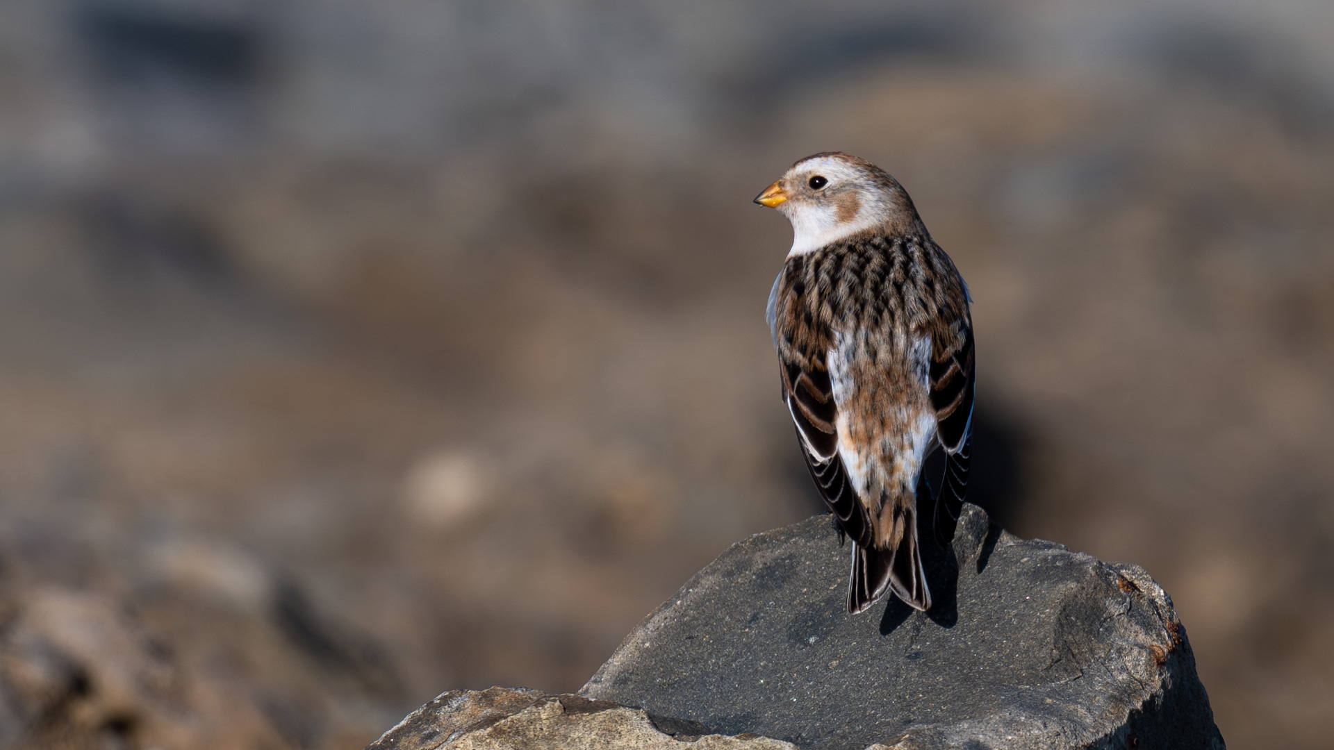 Alaca kirazkuşu » Snow Bunting » Plectrophenax nivalis