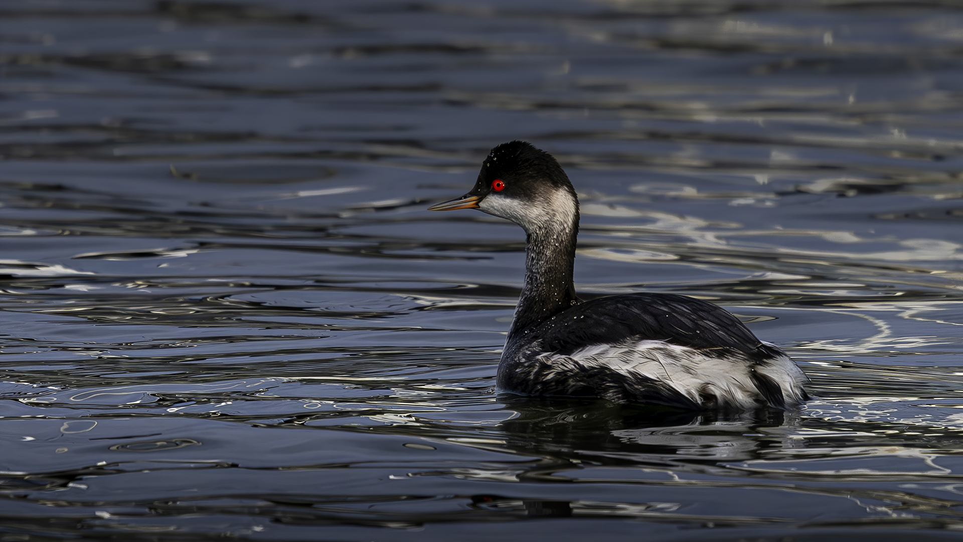Karaboyunlu batağan » Black-necked Grebe » Podiceps nigricollis