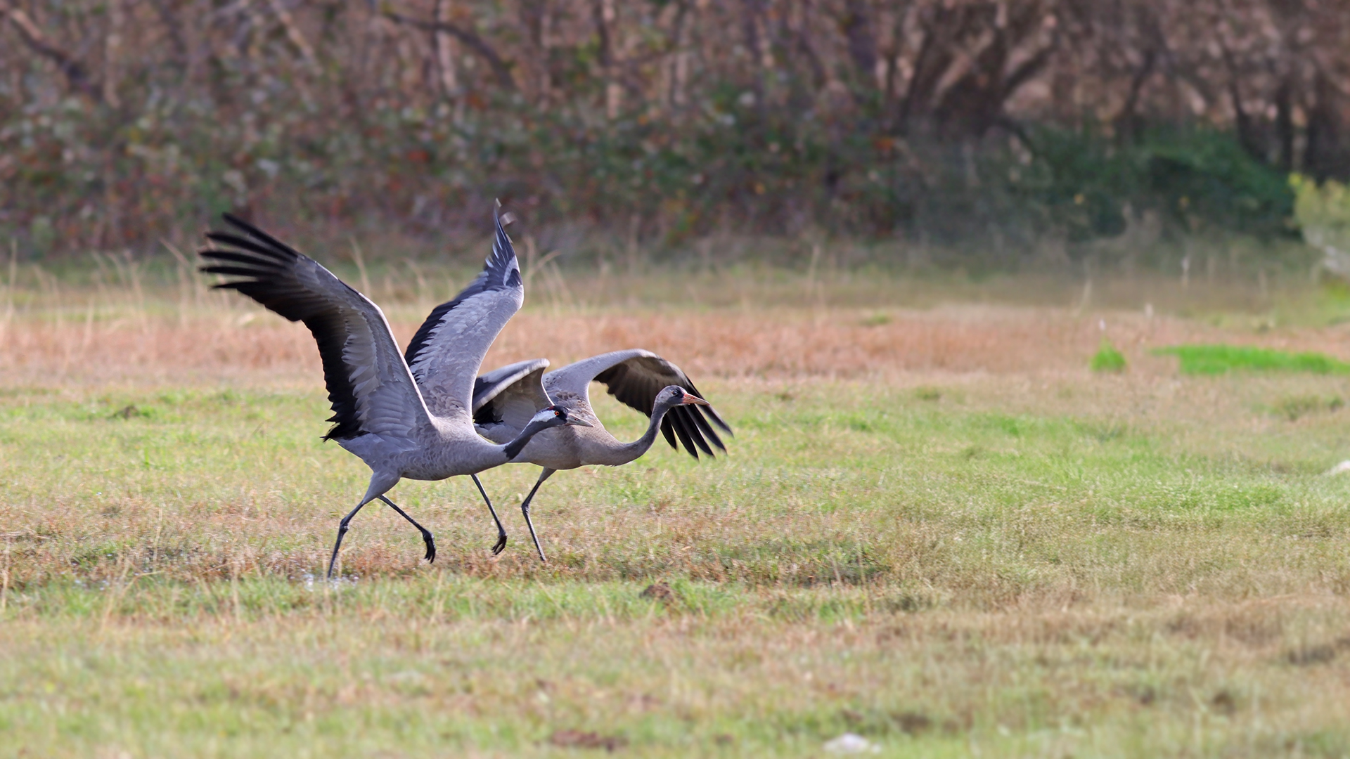 Turna » Common Crane » Grus grus