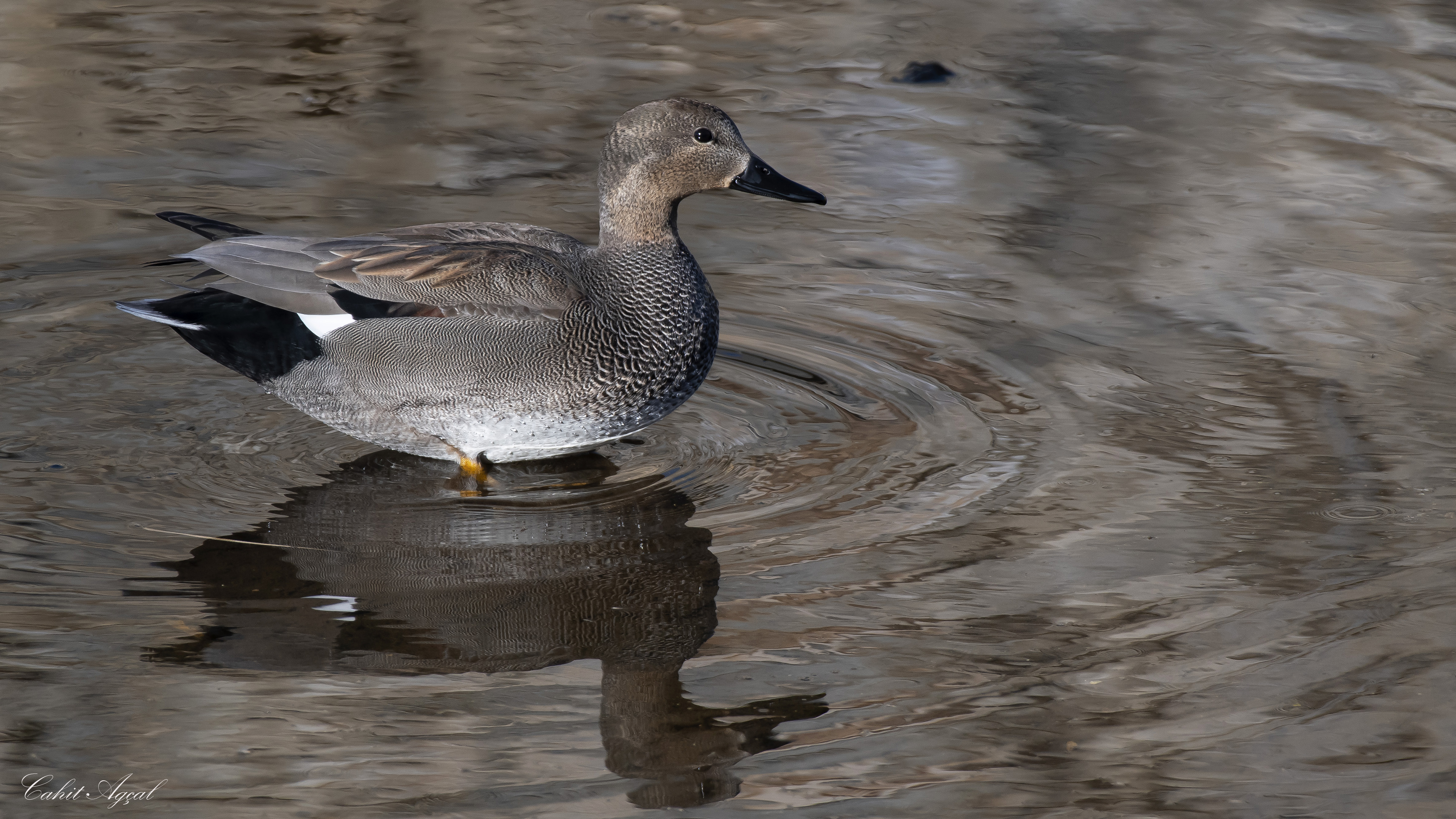 Boz ördek » Gadwall » Mareca strepera