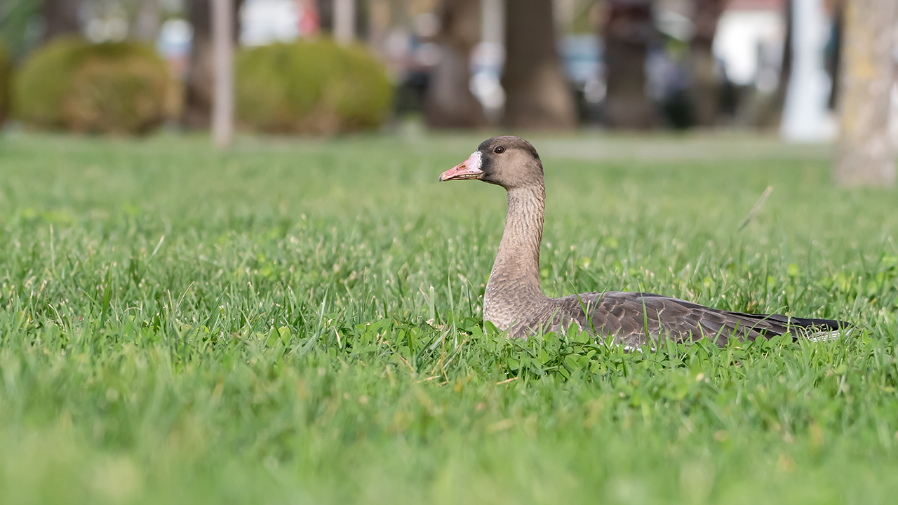 Greater White-fronted Goose