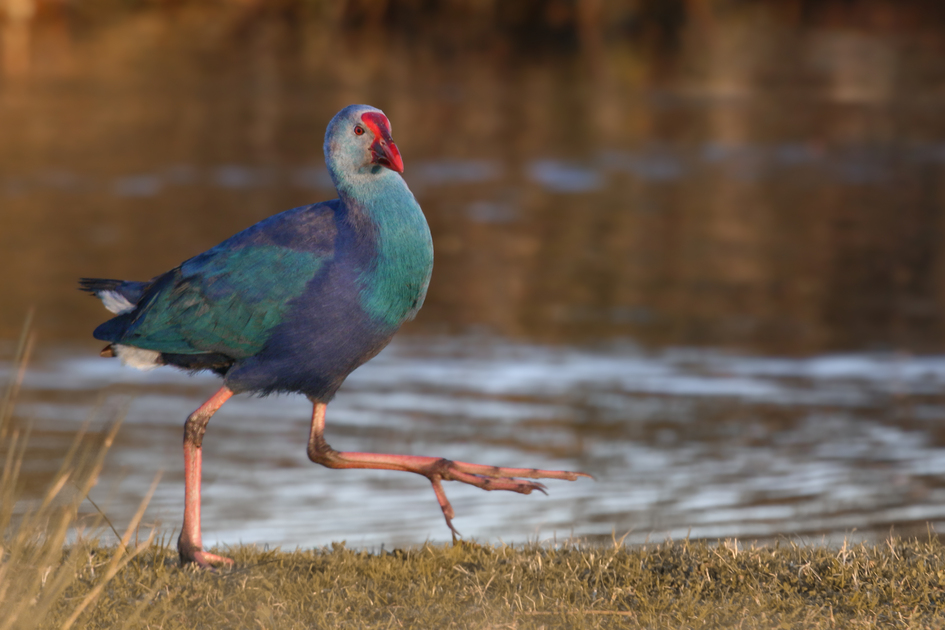 Grey-headed Swamphen