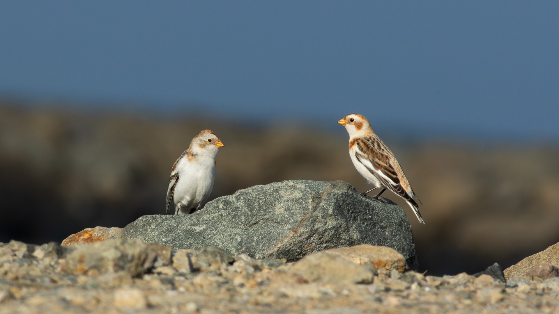 Alaca kirazkuşu » Snow Bunting » Plectrophenax nivalis