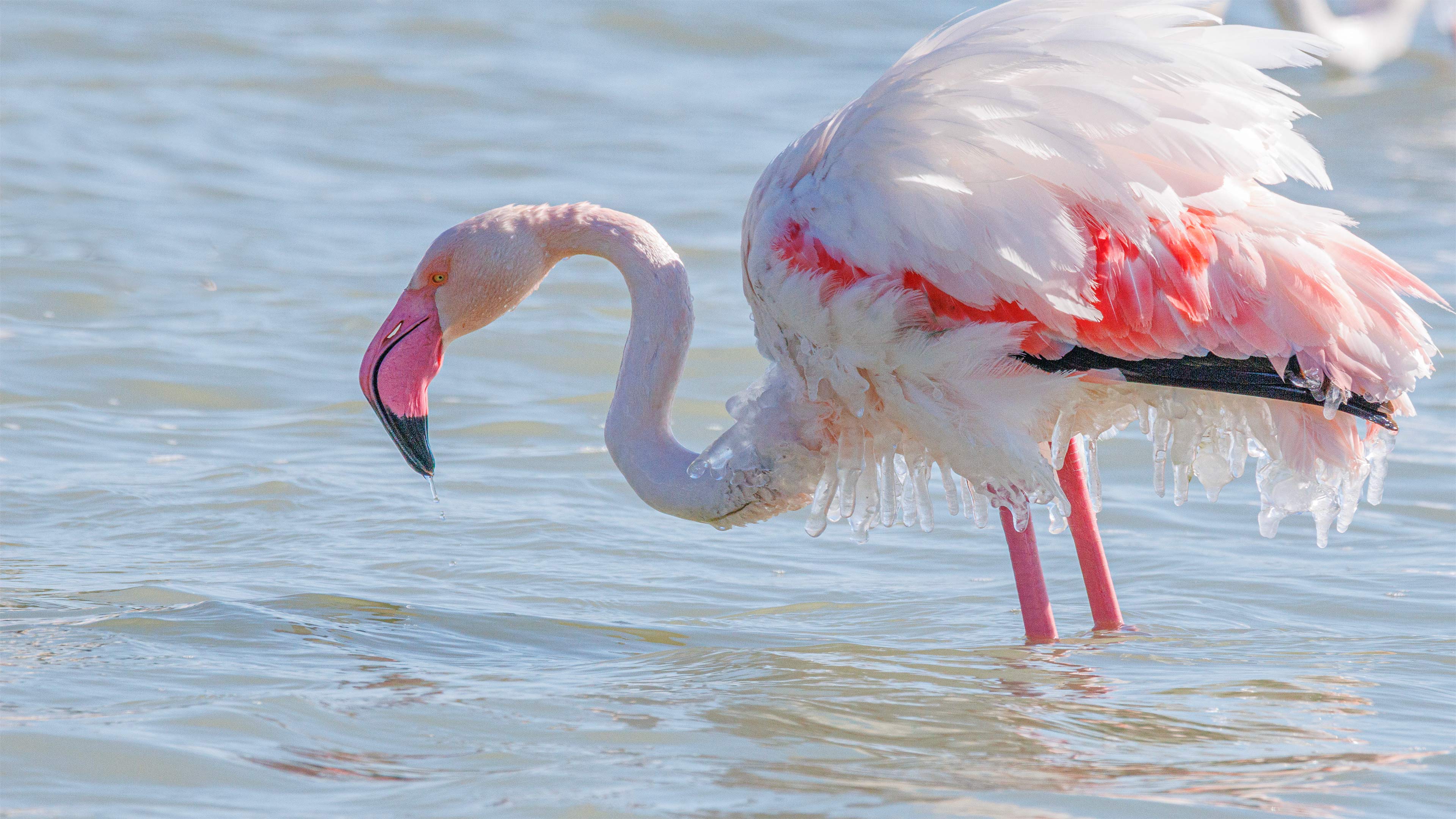 Flamingo