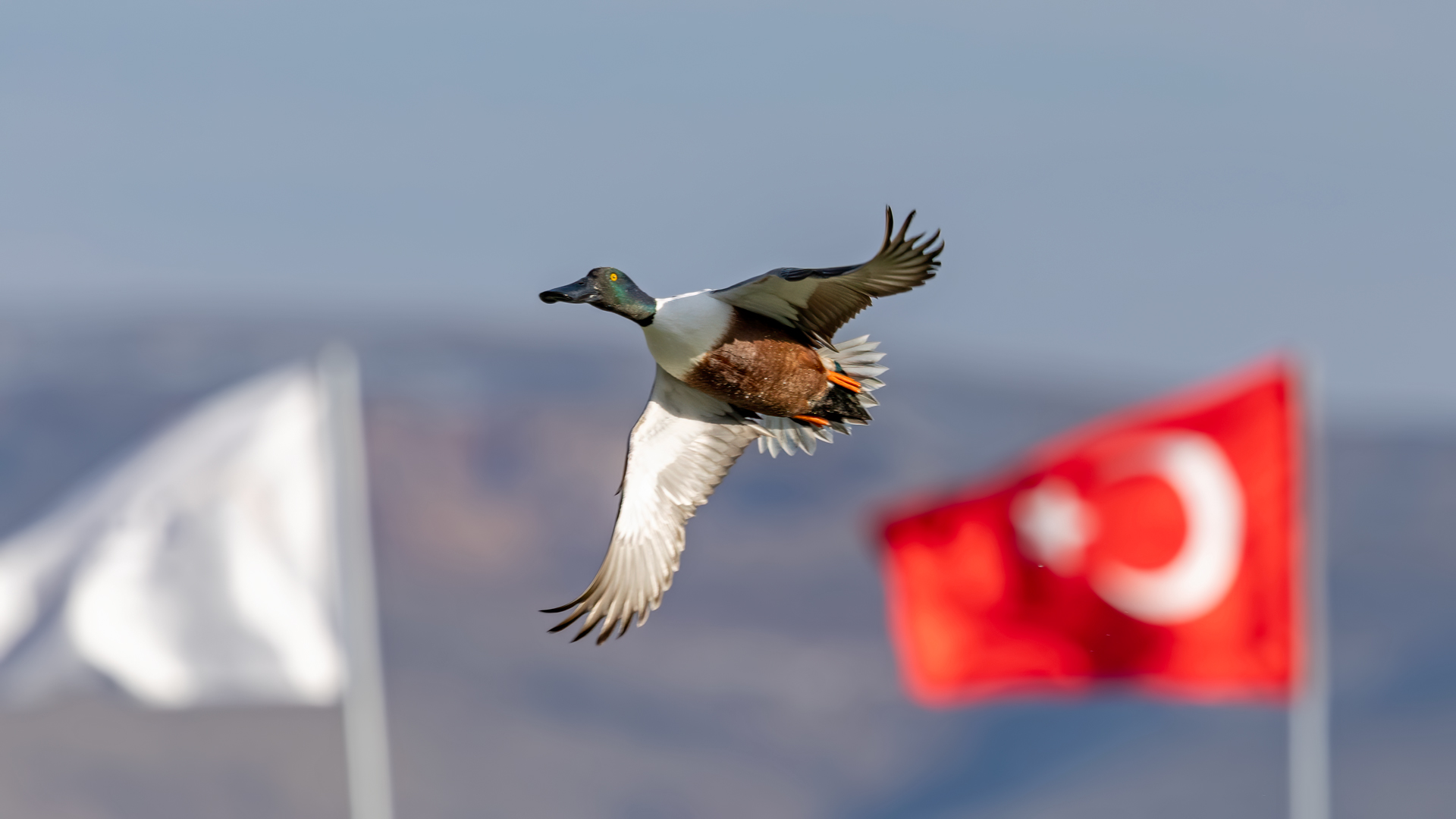 Kaşıkgaga